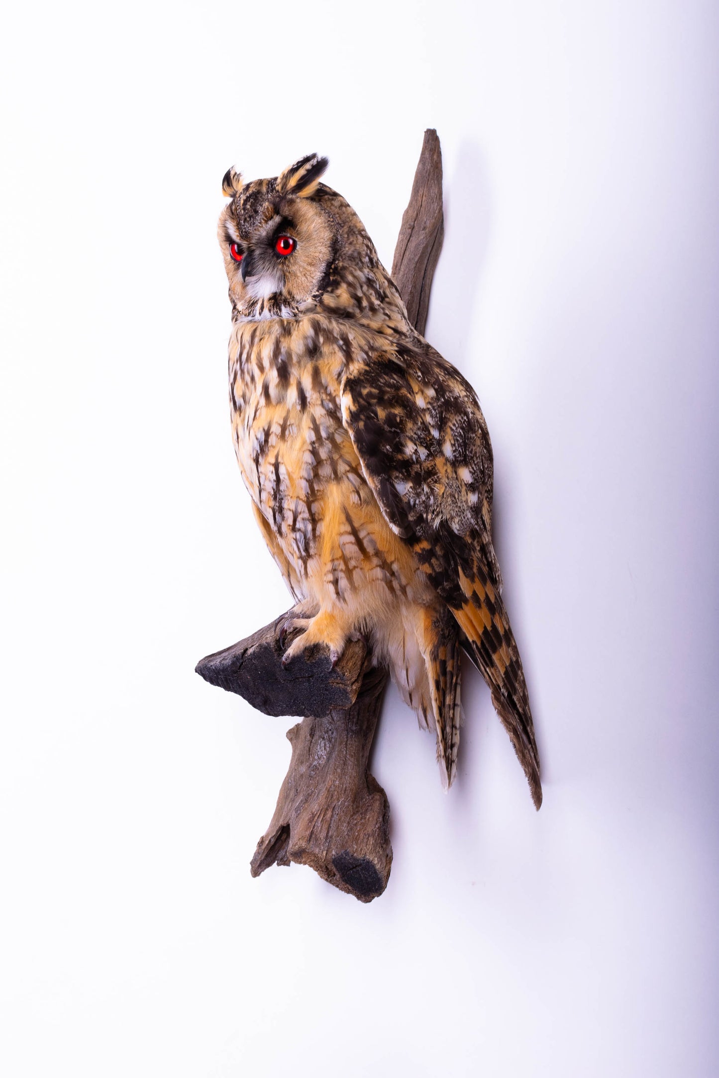 Long-eared Owl Taxidermy Wall Mount For Sale