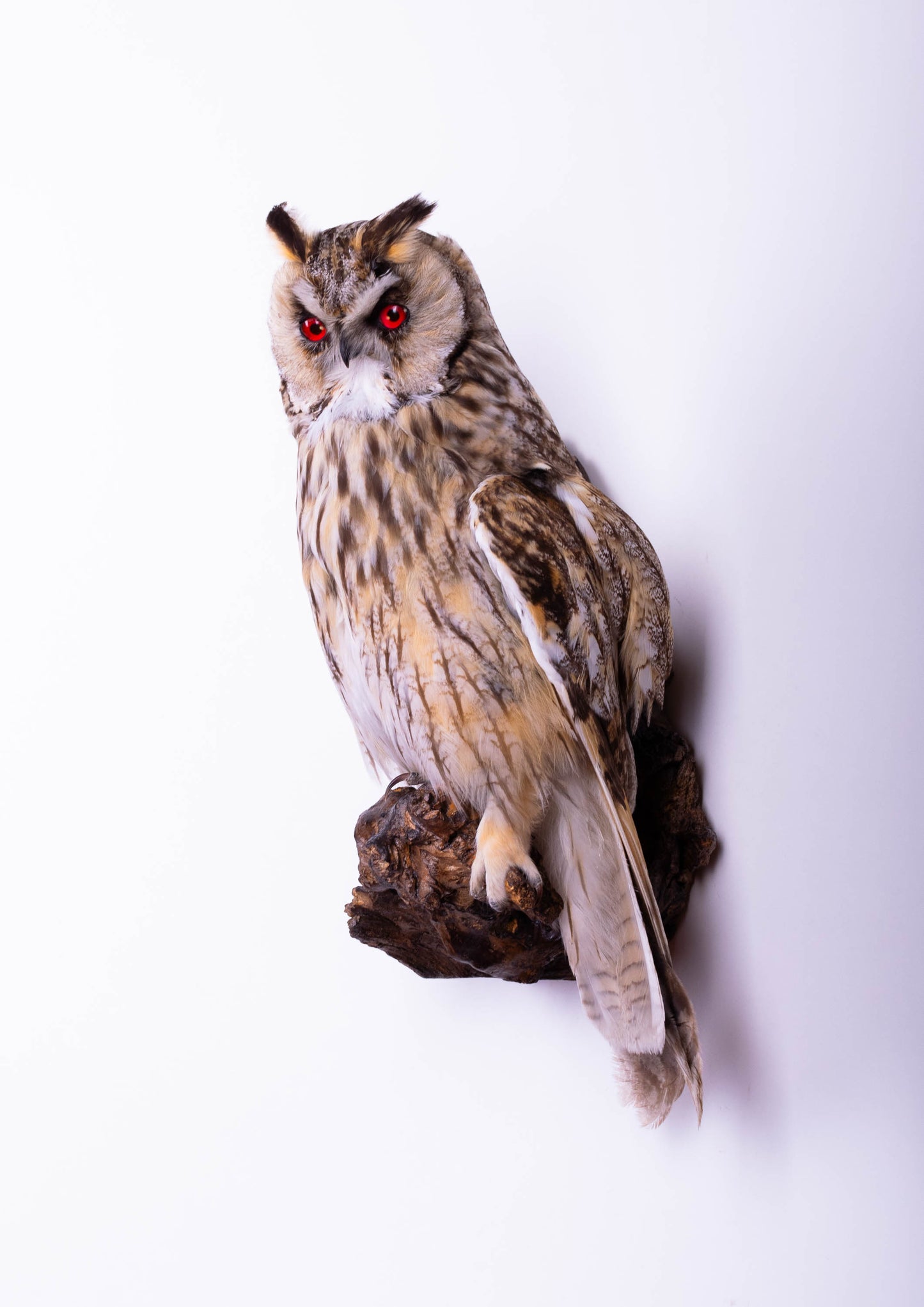 Long-eared Owl Taxidermy Wall Mount For Sale