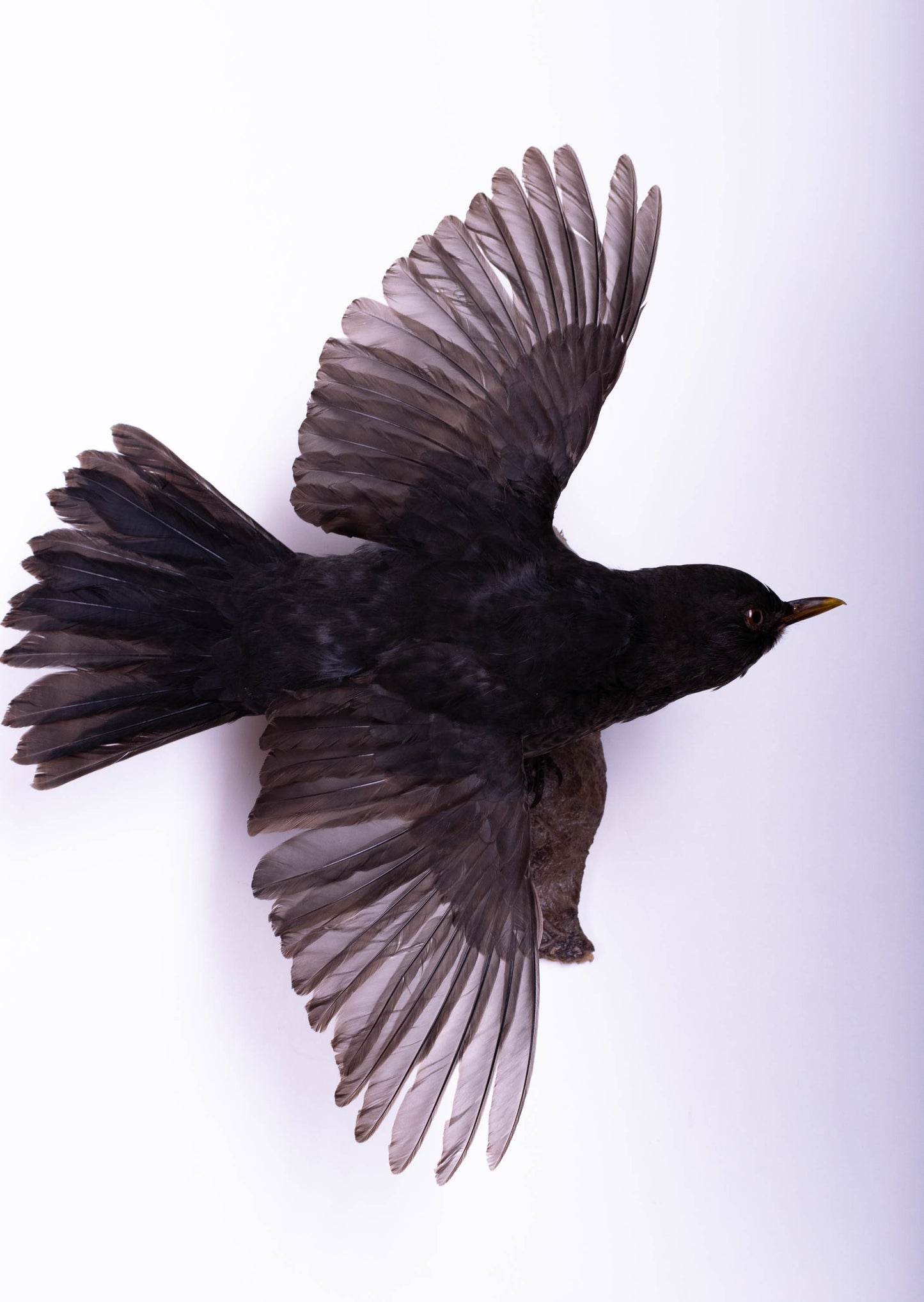 Blackbird Taxidermy Wall Mount For Sale