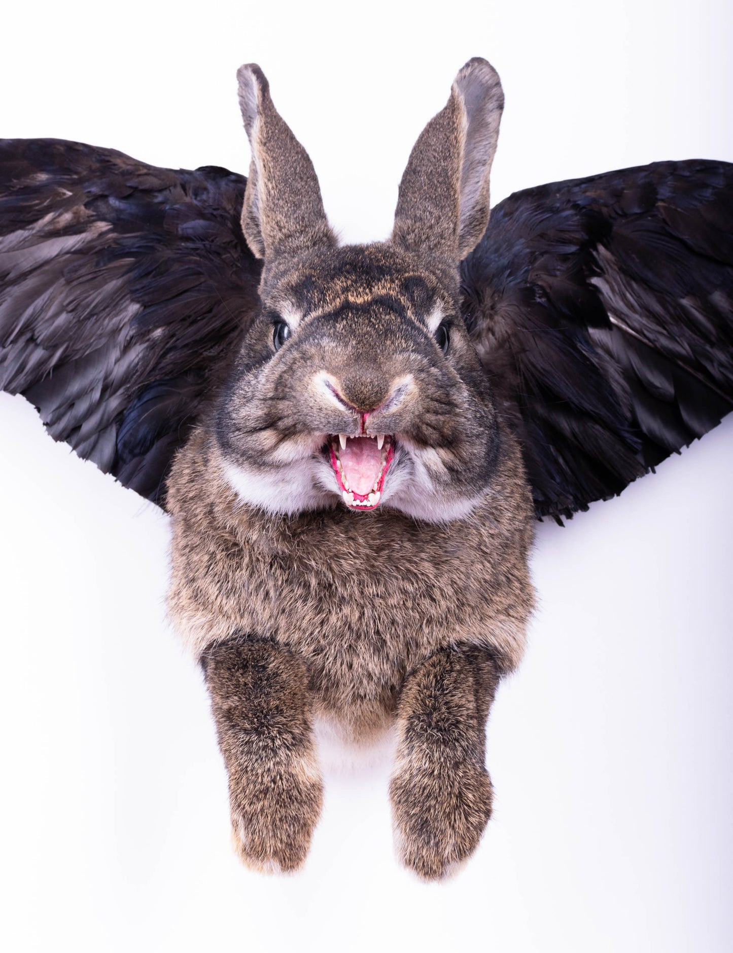 Jackalope Hare with Wings Taxidermy Wall Mount For Sale