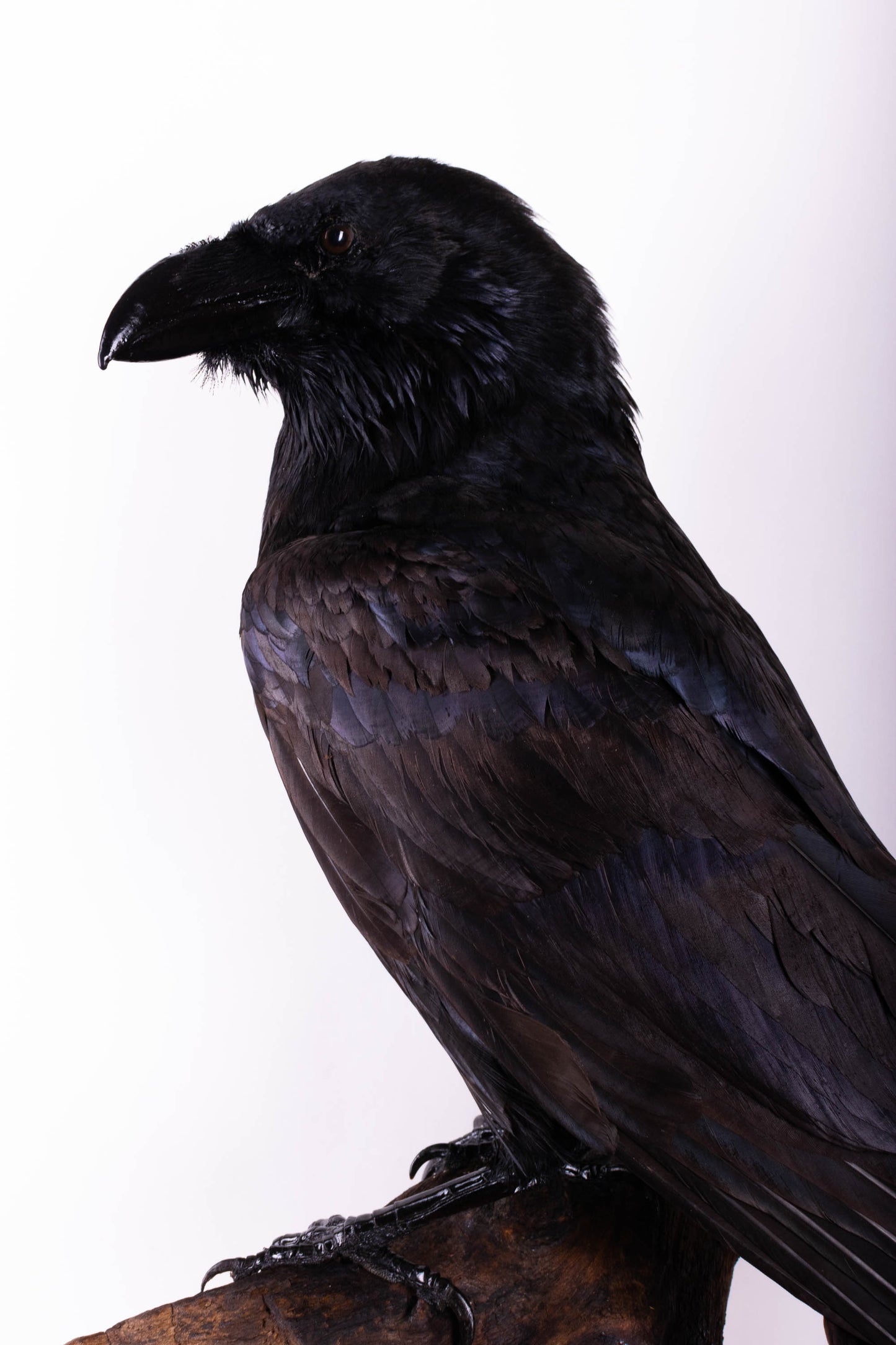 Taxidermy Raven Wall Mount
