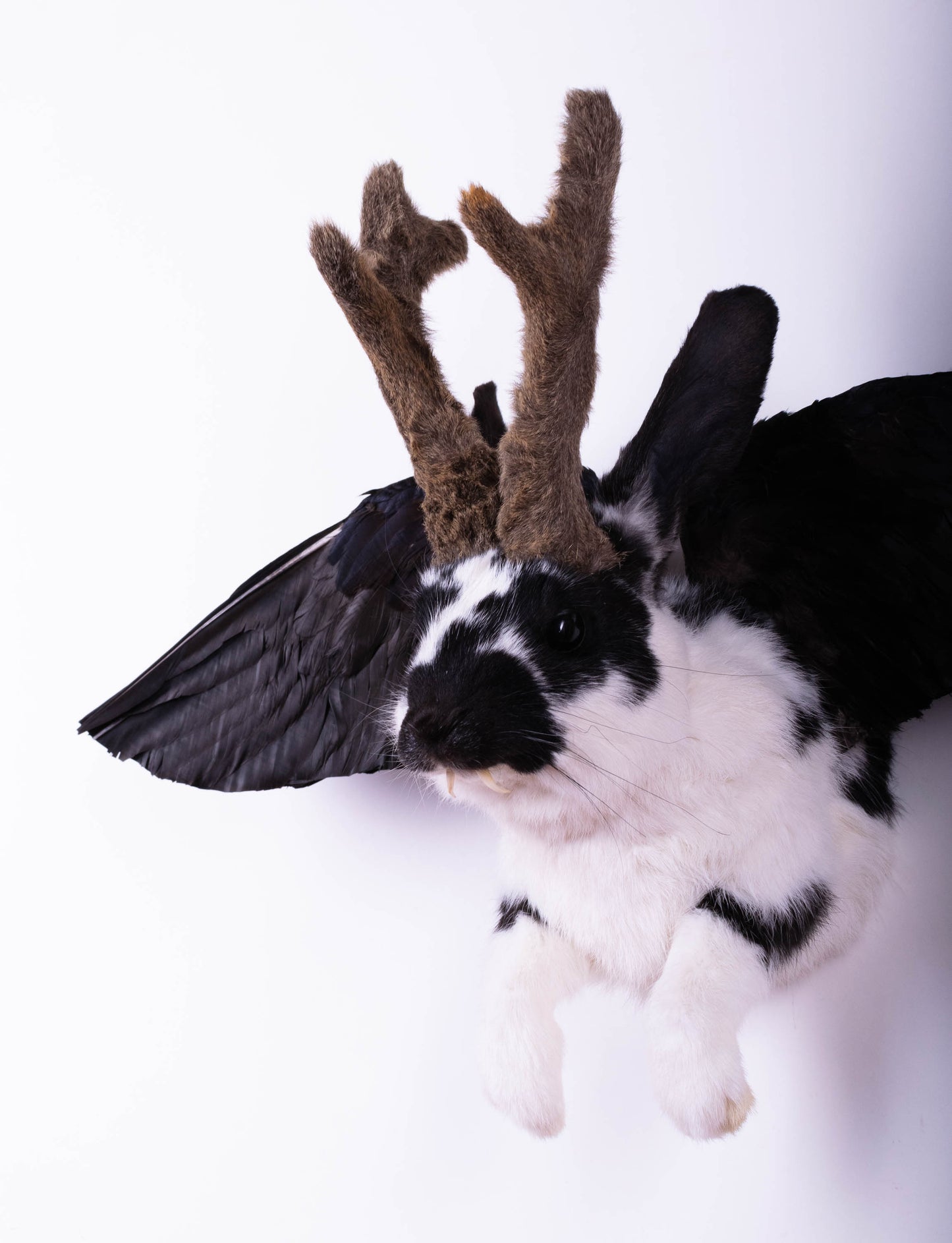Jackalope Hare with Wings Taxidermy Wall Mount For Sale