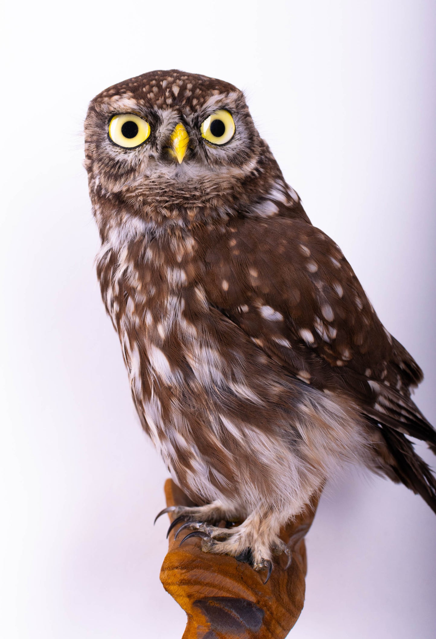 Little Owl Taxidermy Wall Mount For Sale