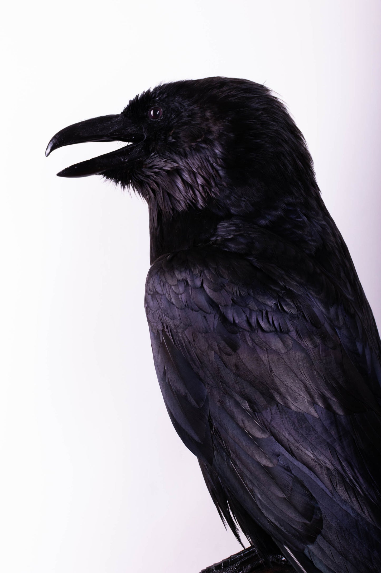 Raven Taxidermy Wall Mount For Sale