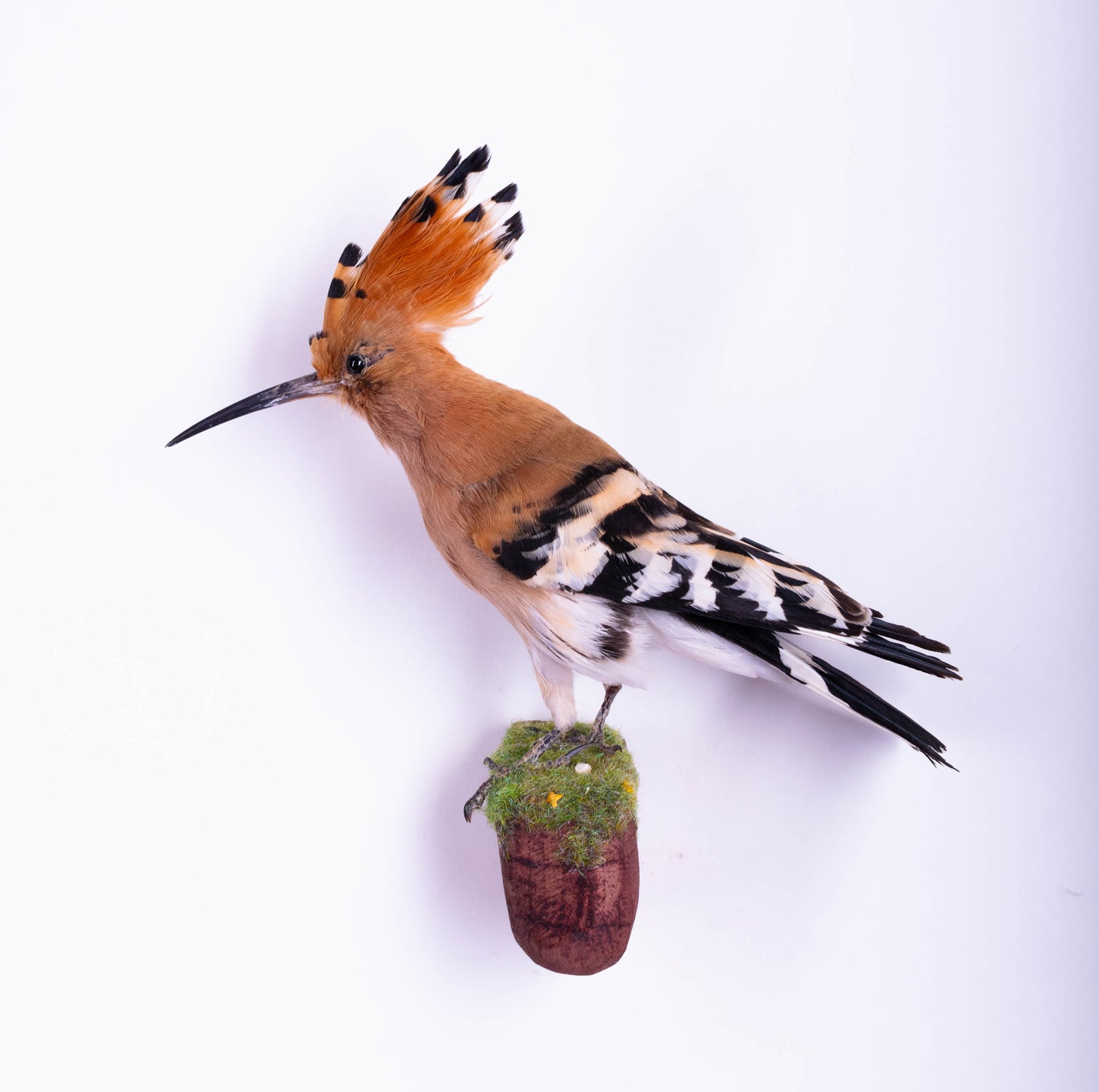 Hoopoe Taxidermy Wall Mount For Sale
