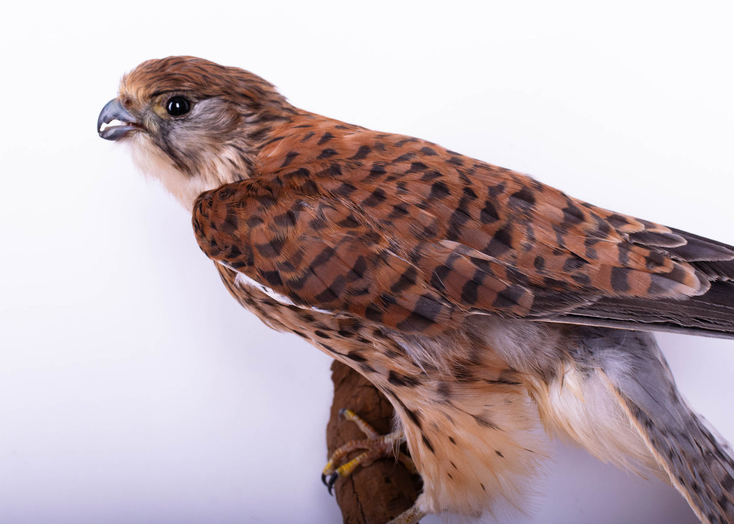 Kestrel Taxidermy Wall Mount Falcon