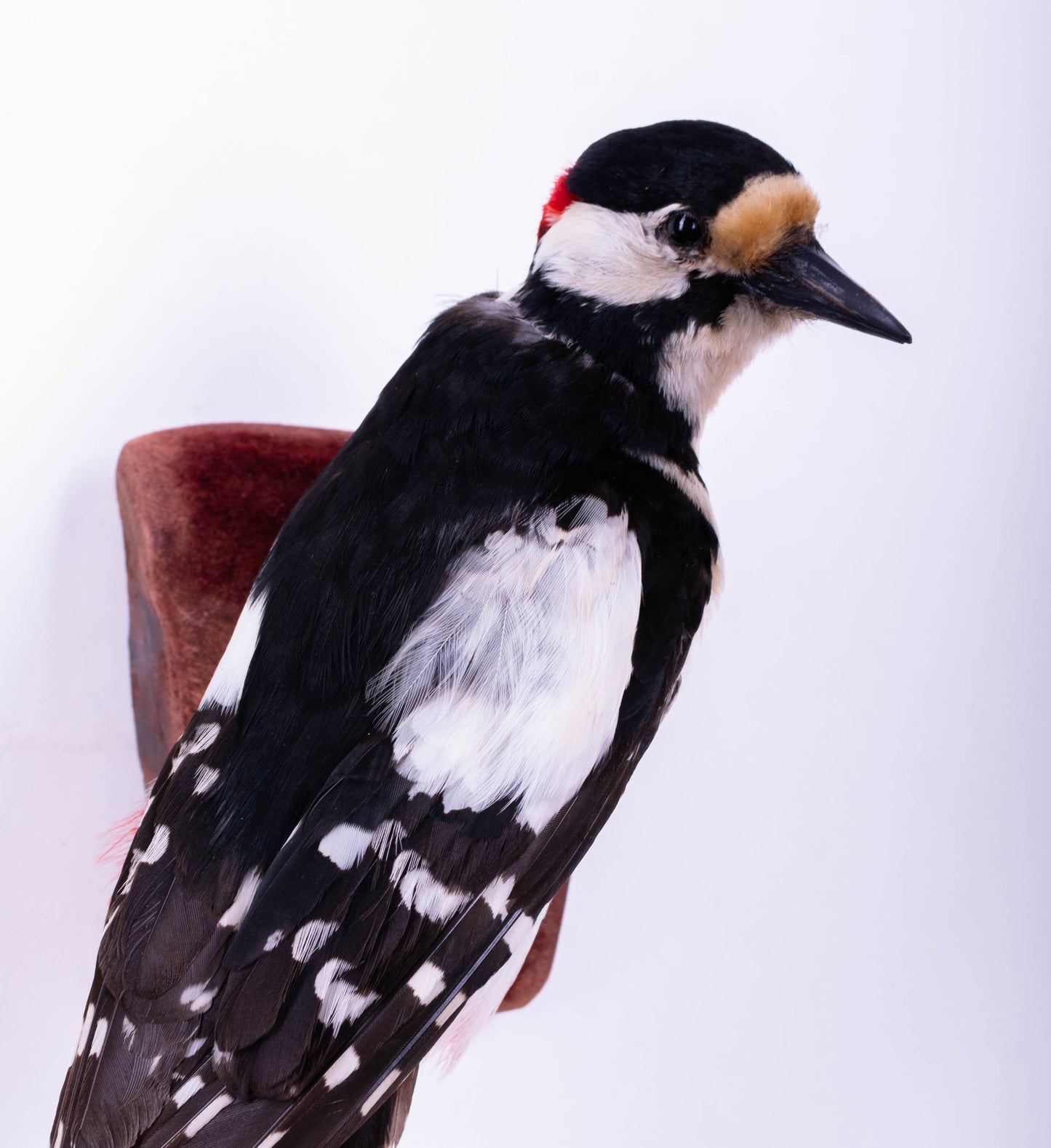 Great Spotted Woodpecker Taxidermy Wall Mount For Sale