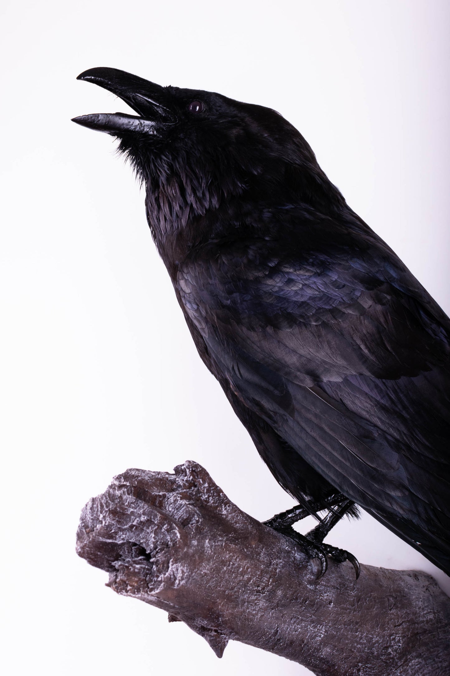 Raven Taxidermy Wall Mount For Sale