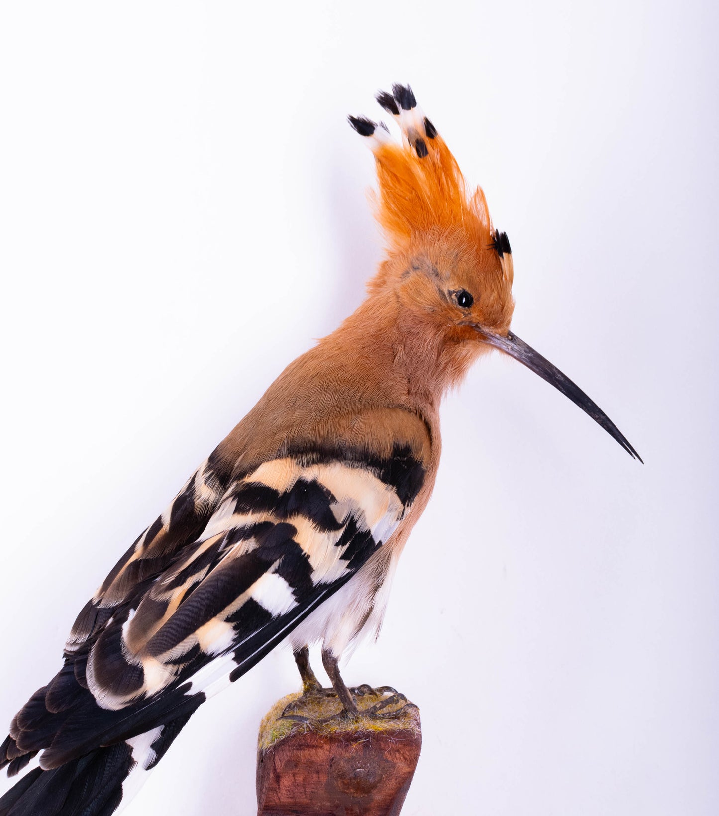 Hoopoe Taxidermy Wall Mount For Sale