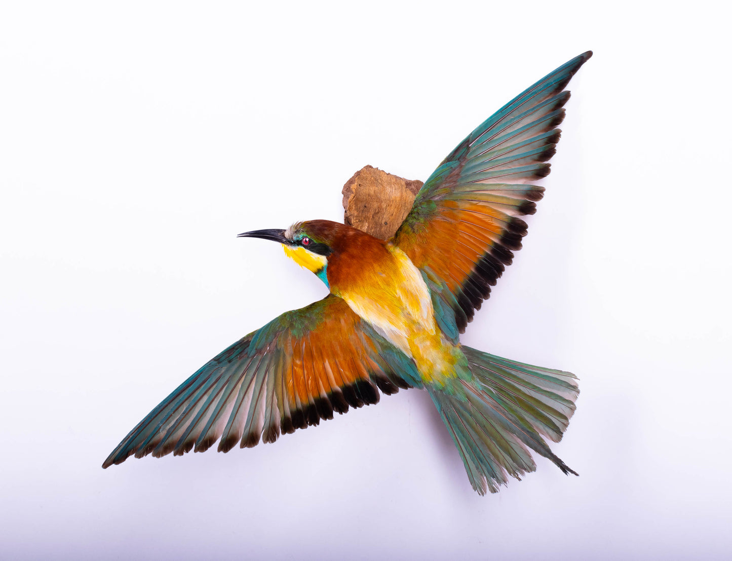 Bee-eater Taxidermy Wall Mount For Sale