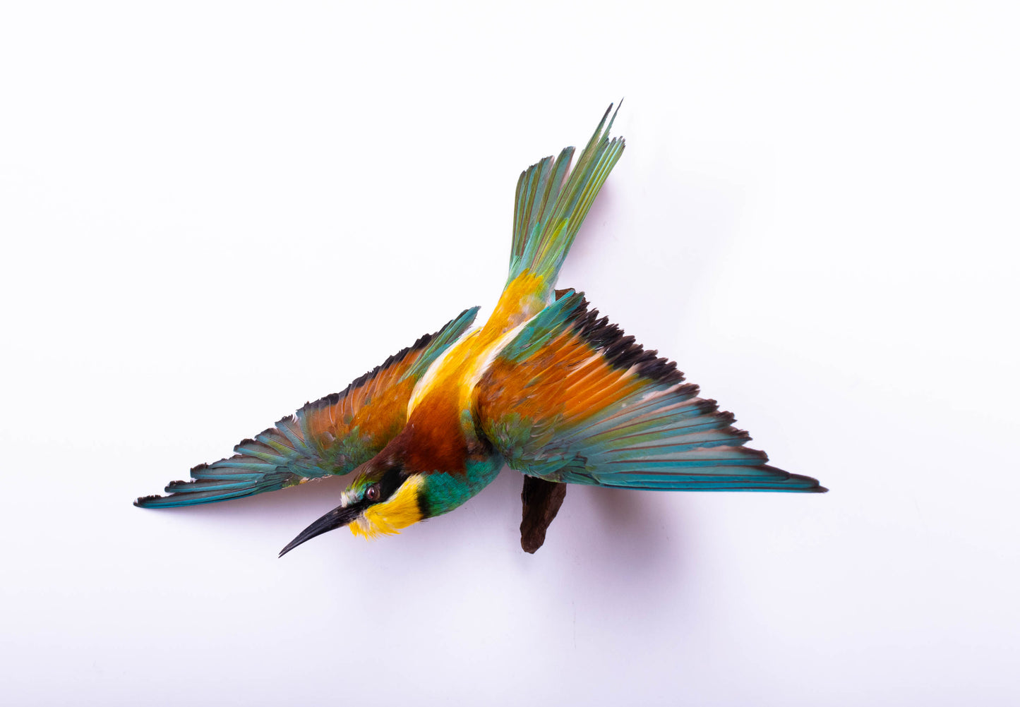 Bee-eater Taxidermy Wall Mount For Sale