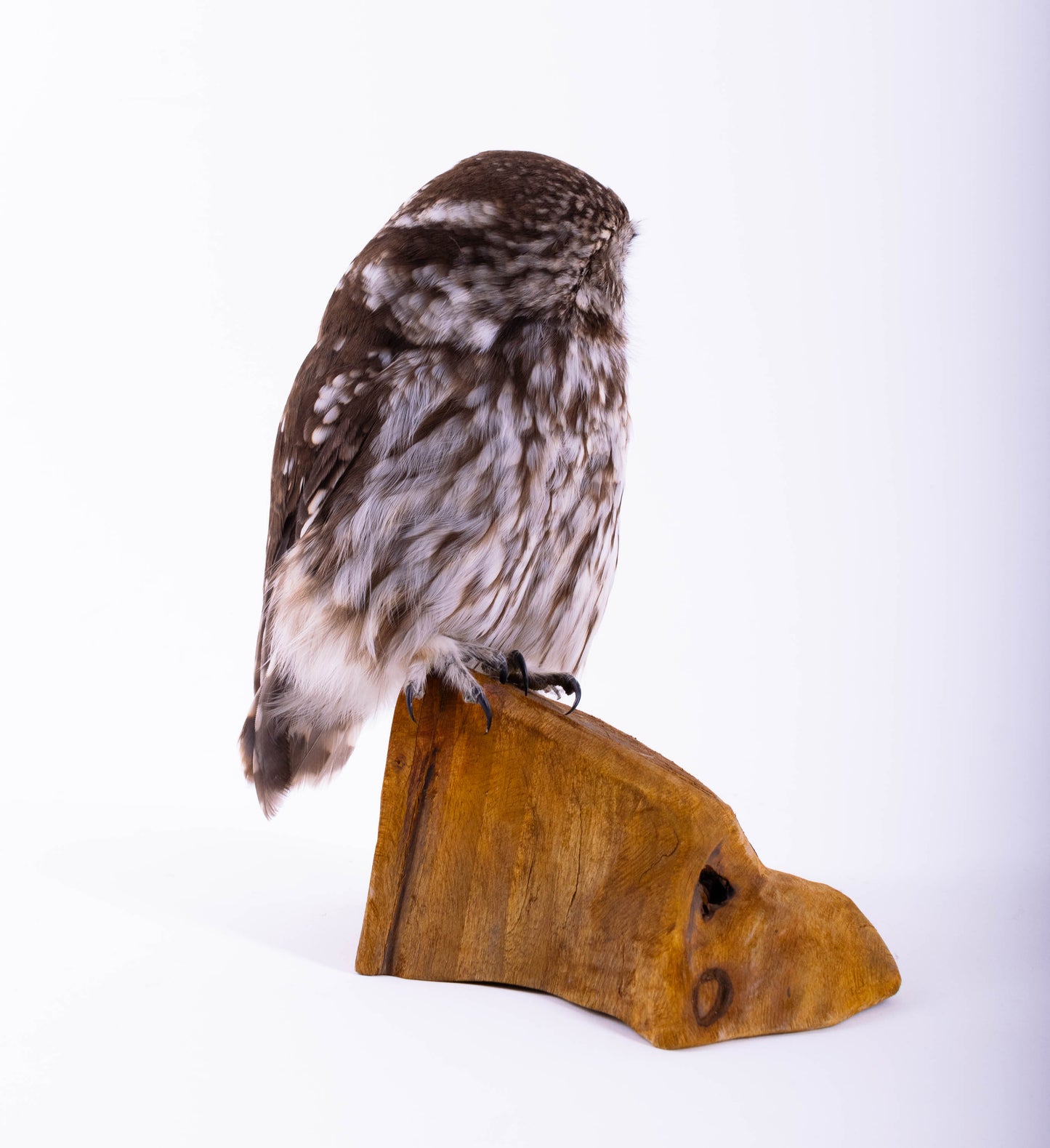 Taxidermy Little Owl Standing Mount