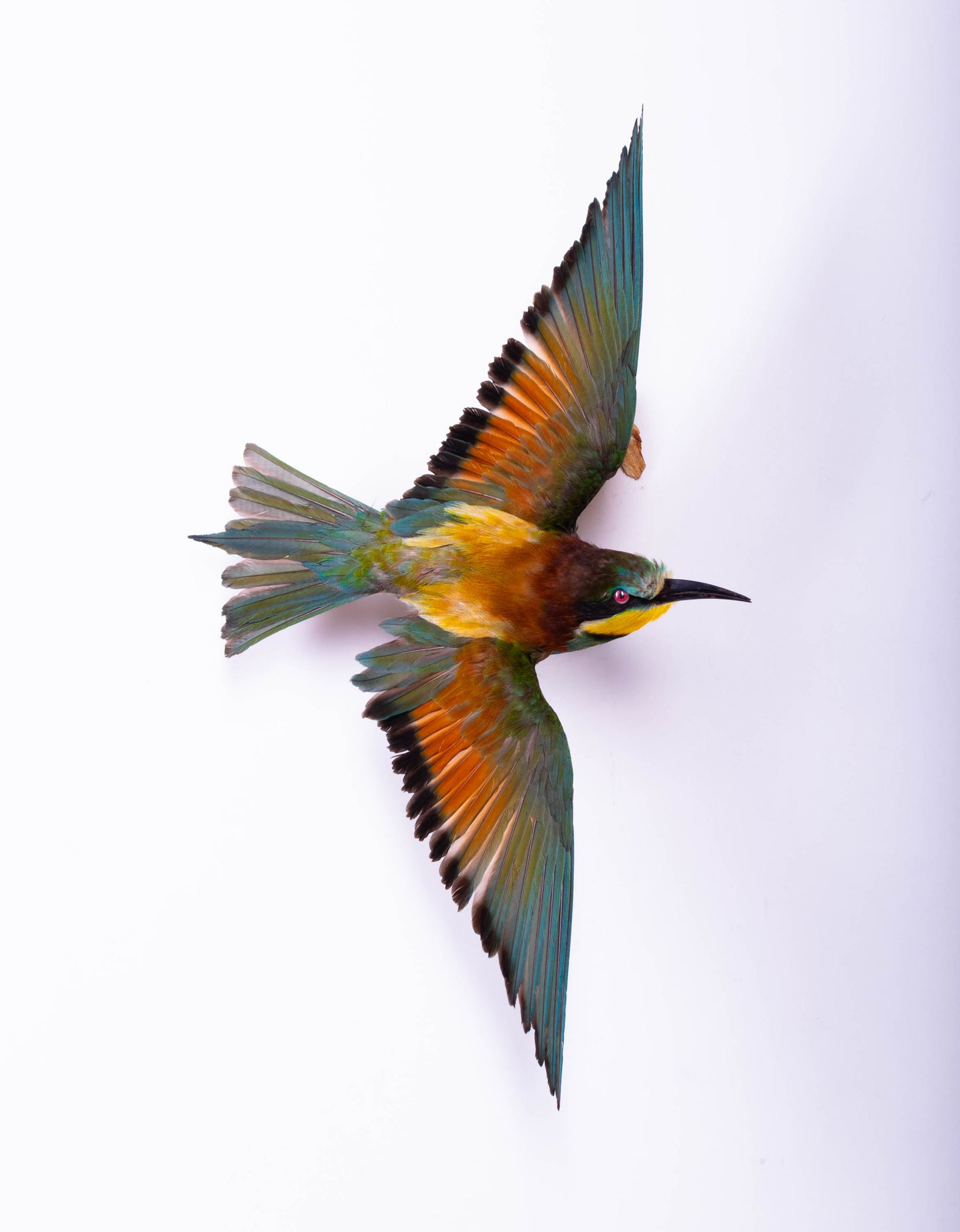 Bee-eater Taxidermy Wall Mount For Sale