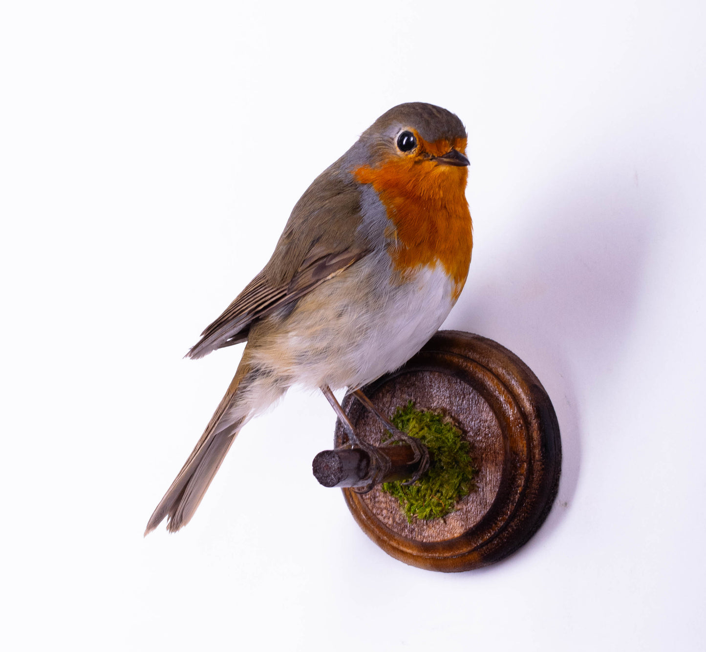 Robin Taxidermy Wall Mount For Sale