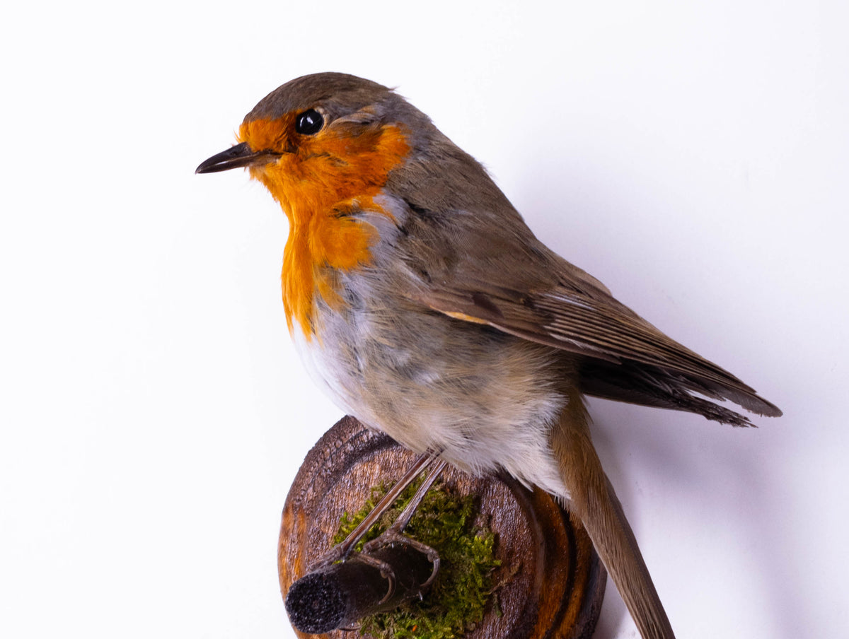 Taxidermy Robin Wall Mount