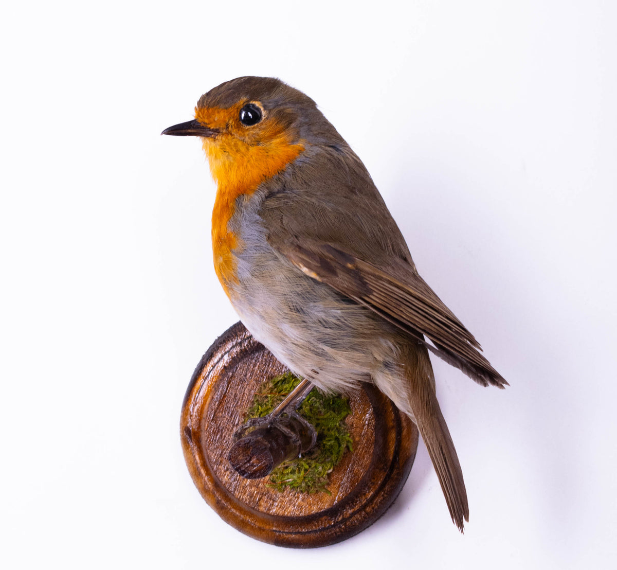 Robin Taxidermy Wall Mount