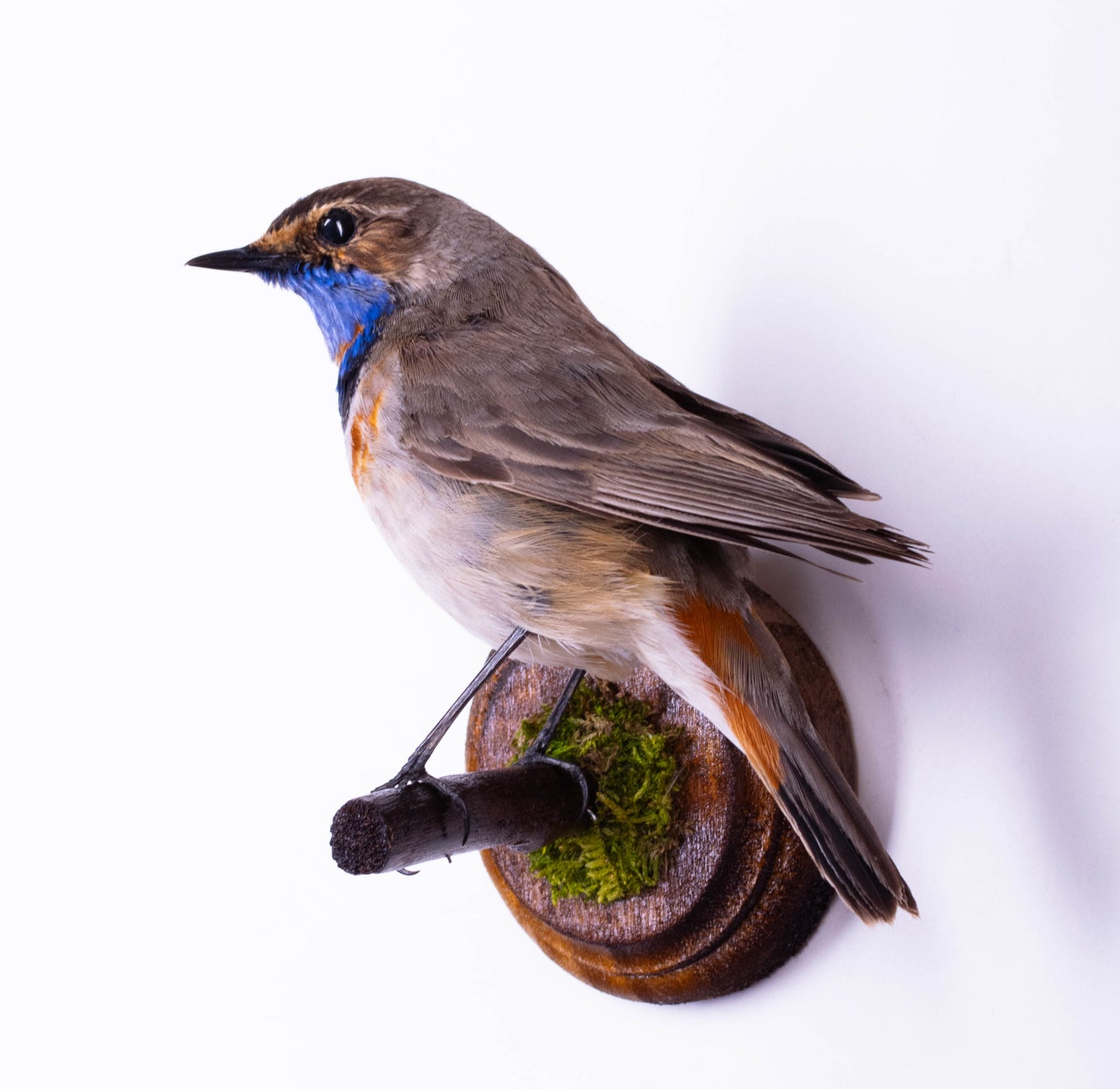 Bluethroat Taxidermy Wall Mount For Sale