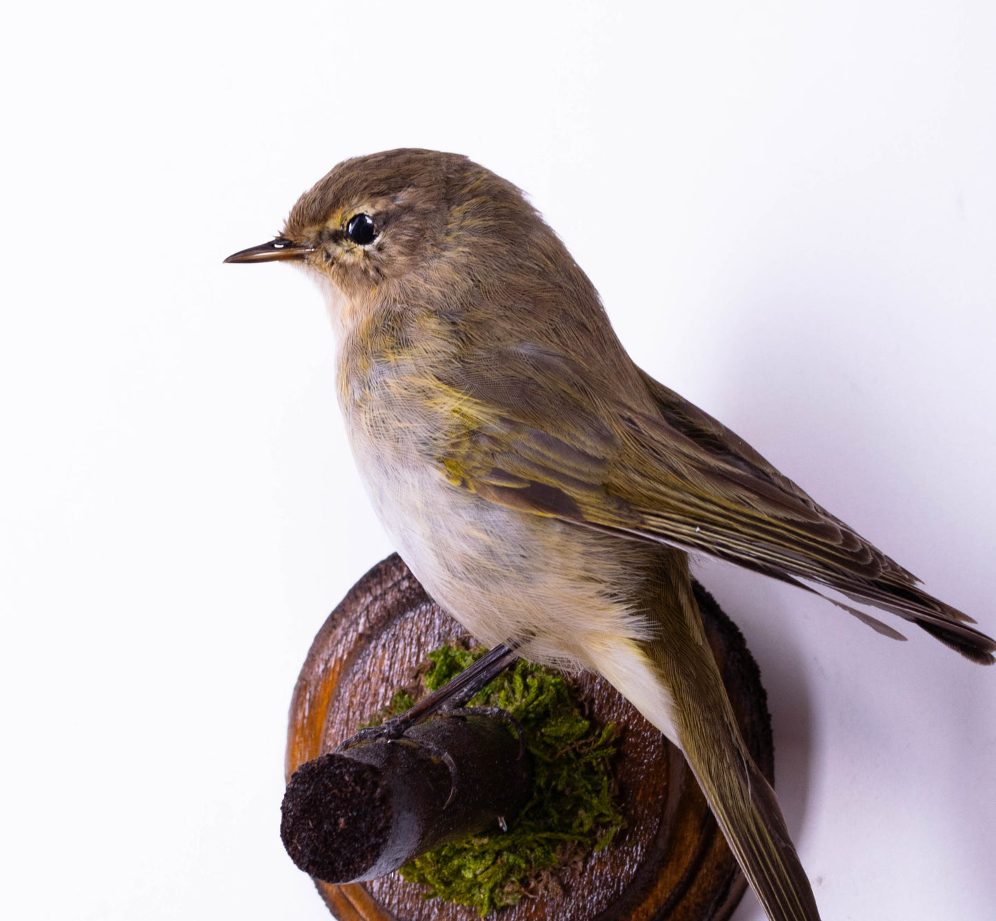 Chiffchaff Taxidermy Wall Mount For Sale