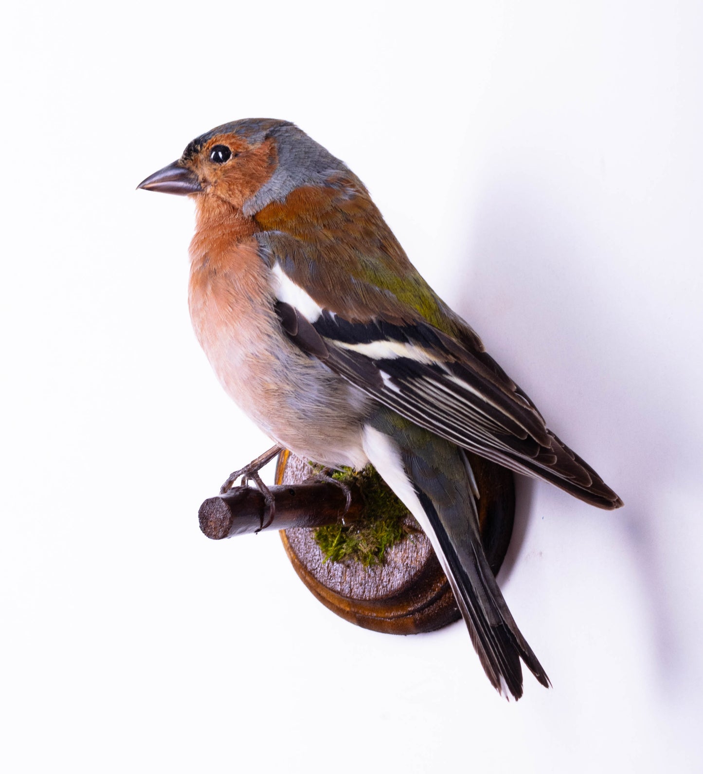 Chaffinch Taxidermy Wall Mount For Sale