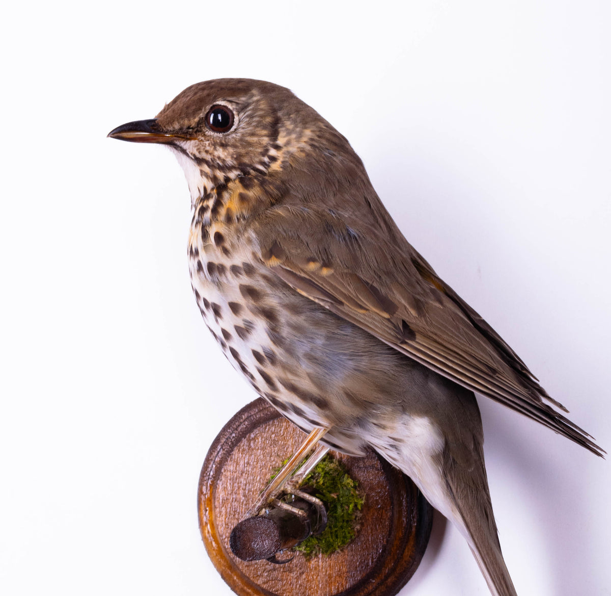 Mistle thrush Taxidermy Wall Mount