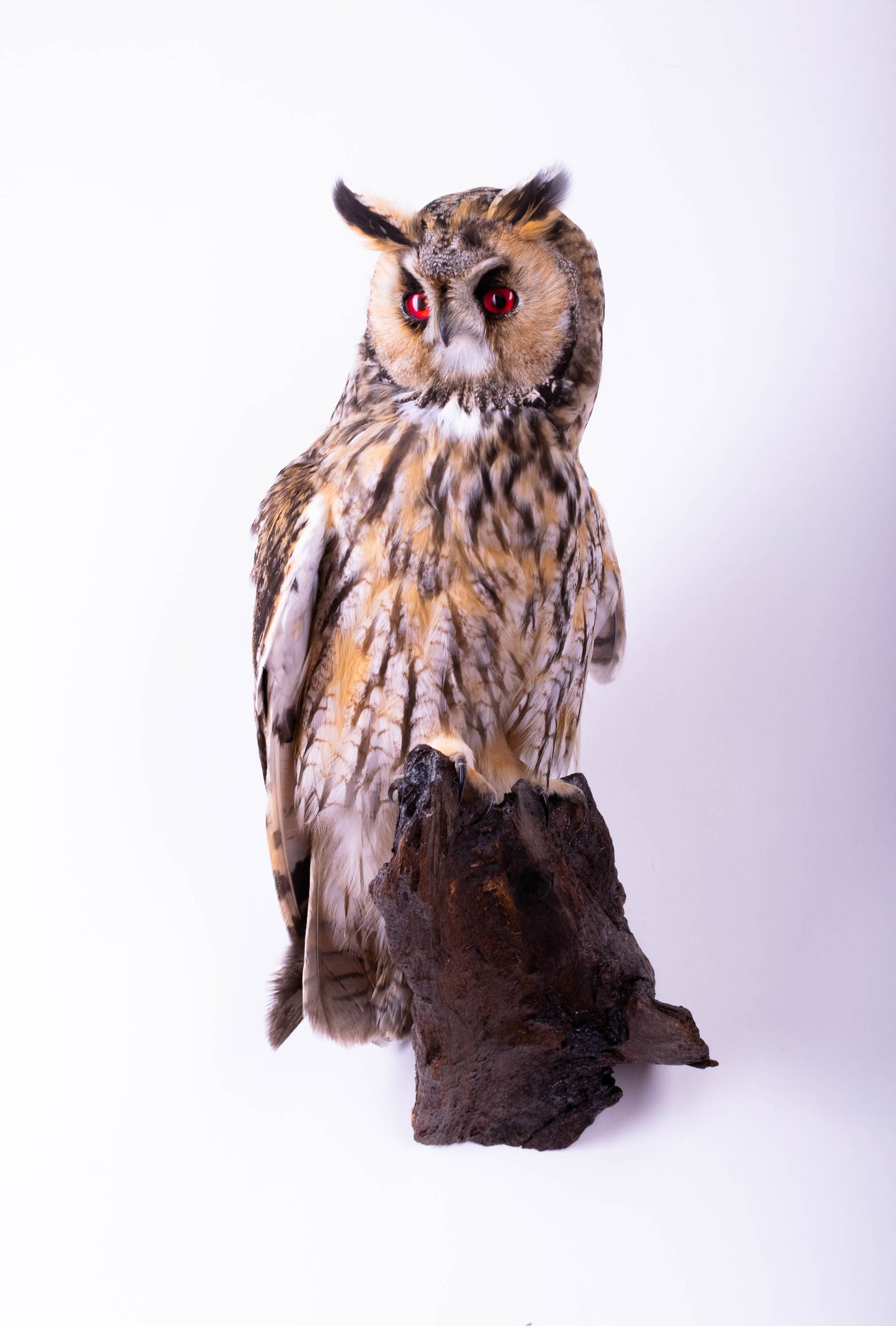 Taxidermy Long-eared Owl Wall Mount