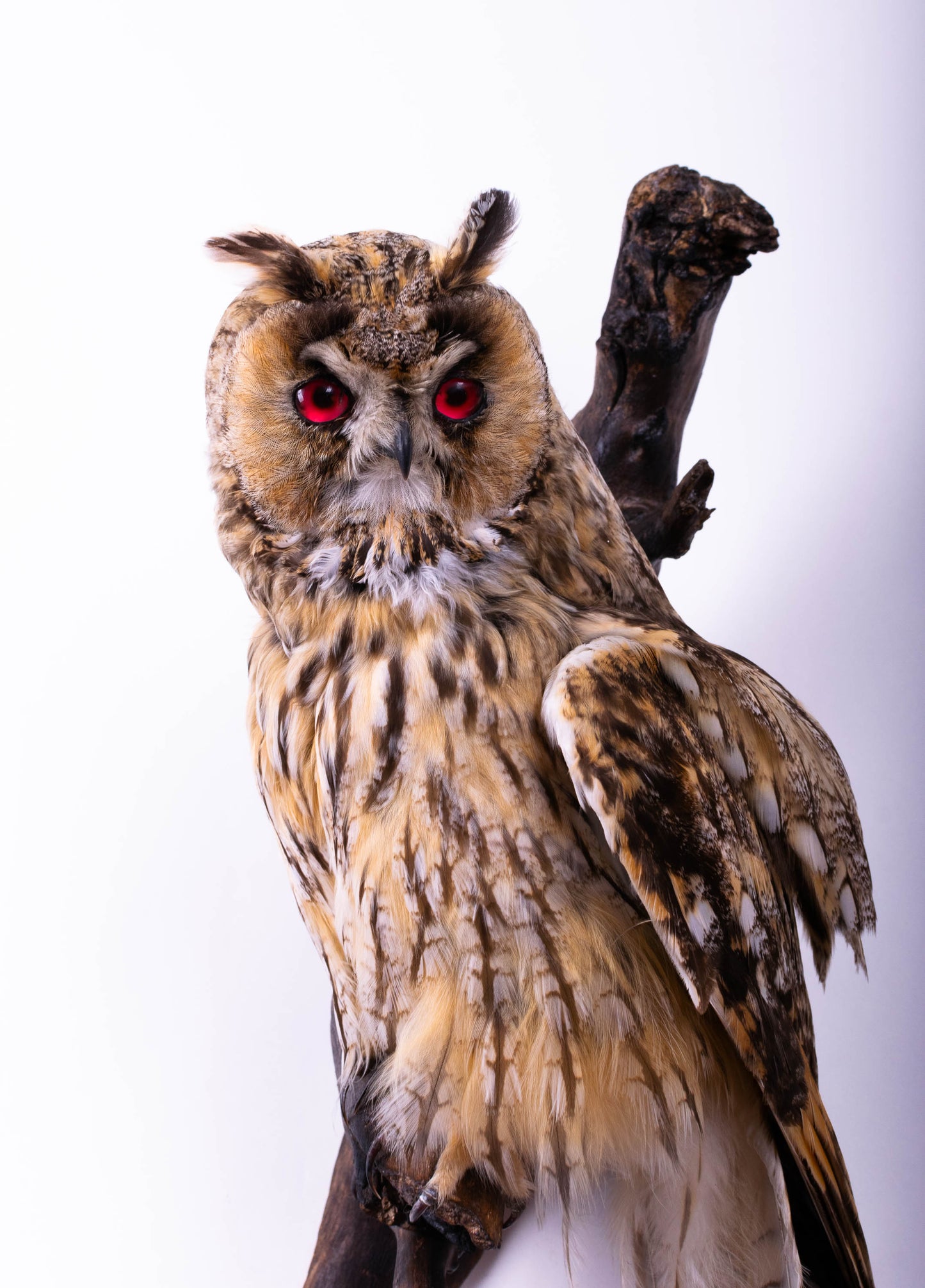 Taxidermy Long-eared Owl Wall Mount