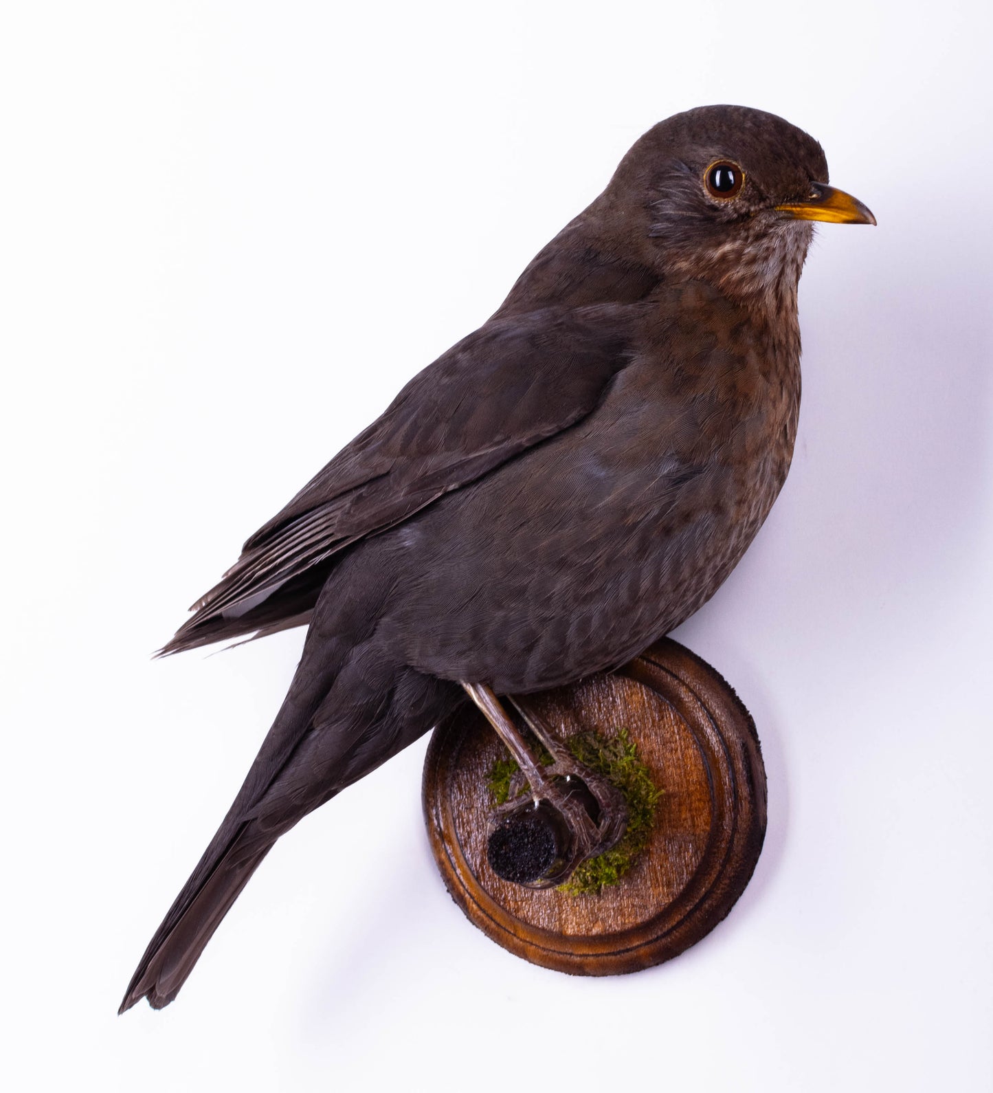 Blackbird Taxidermy Wall Mount For Sale