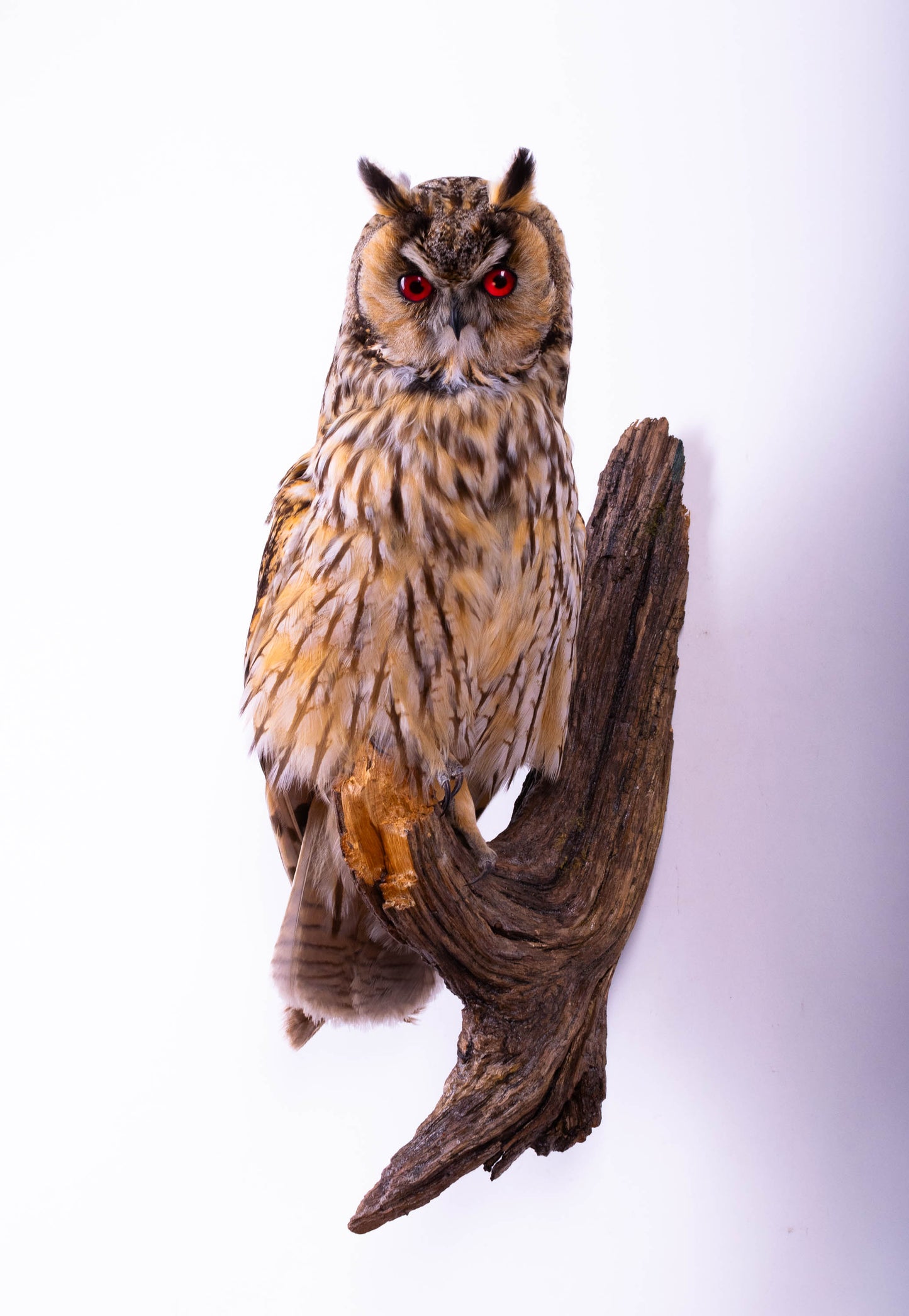 Long-eared Owl Taxidermy Wall Mount For Sale