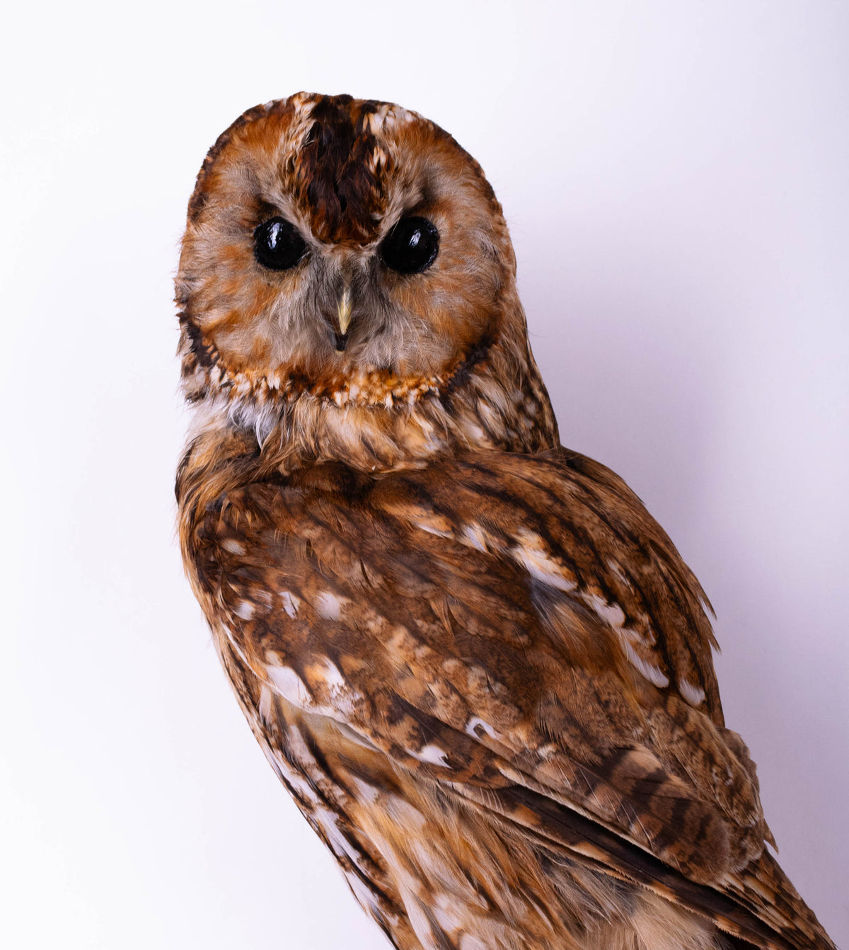 Tawny Owl Taxidermy Wall Mount