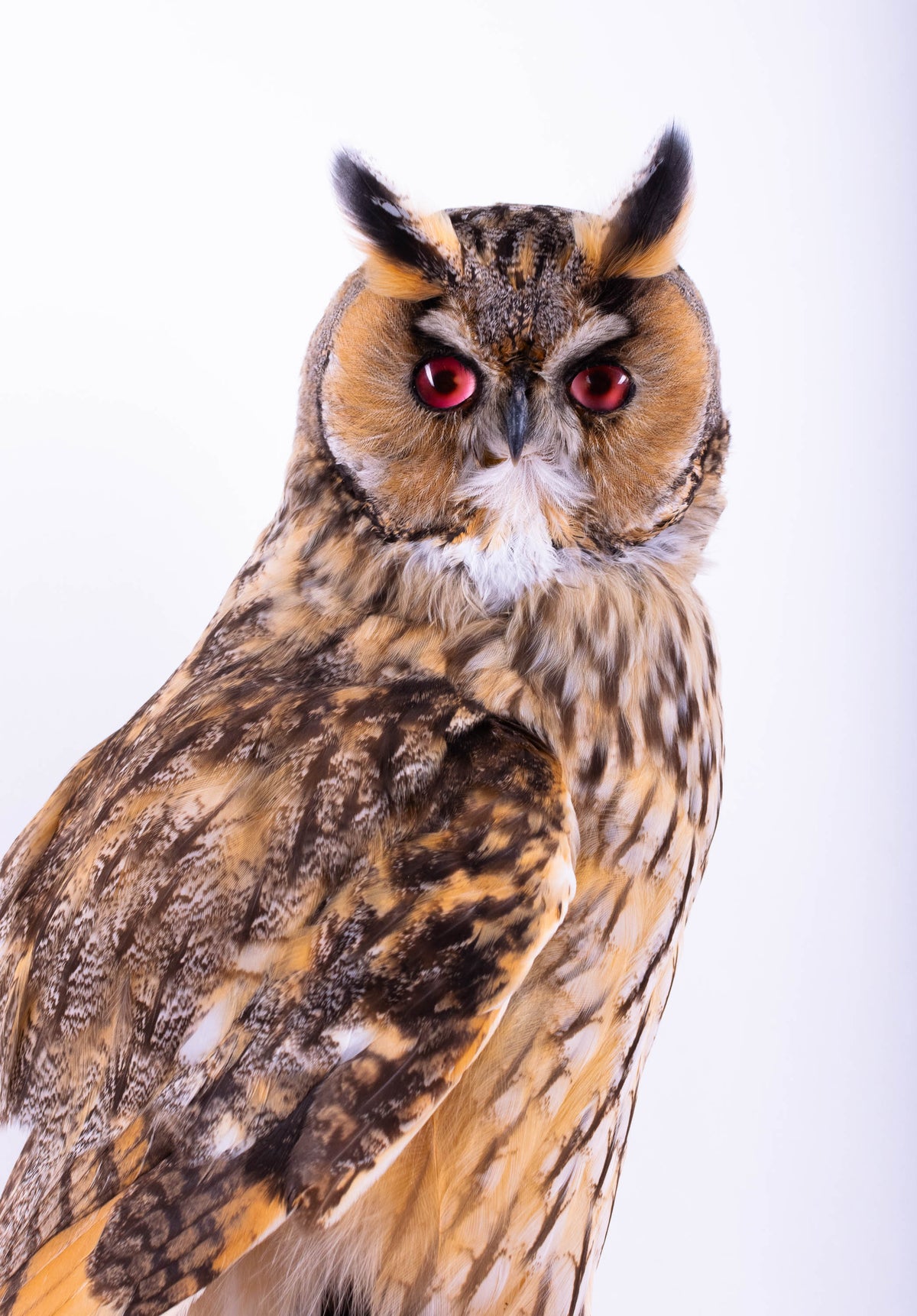 Taxidermy Long-eared Owl Wall Mount on Driftwood