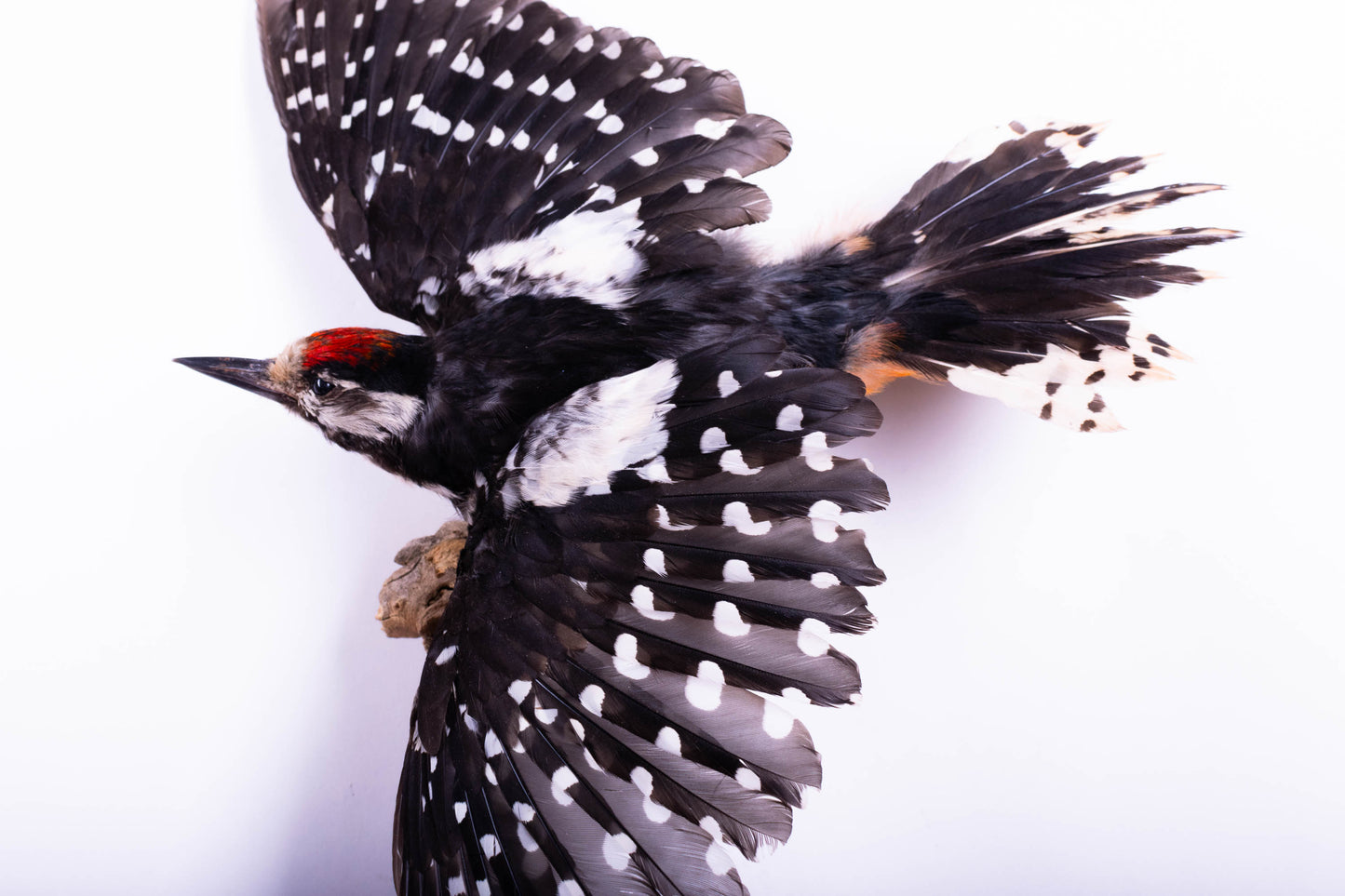 Great Spotted Woodpecker Taxidermy Wall Mount