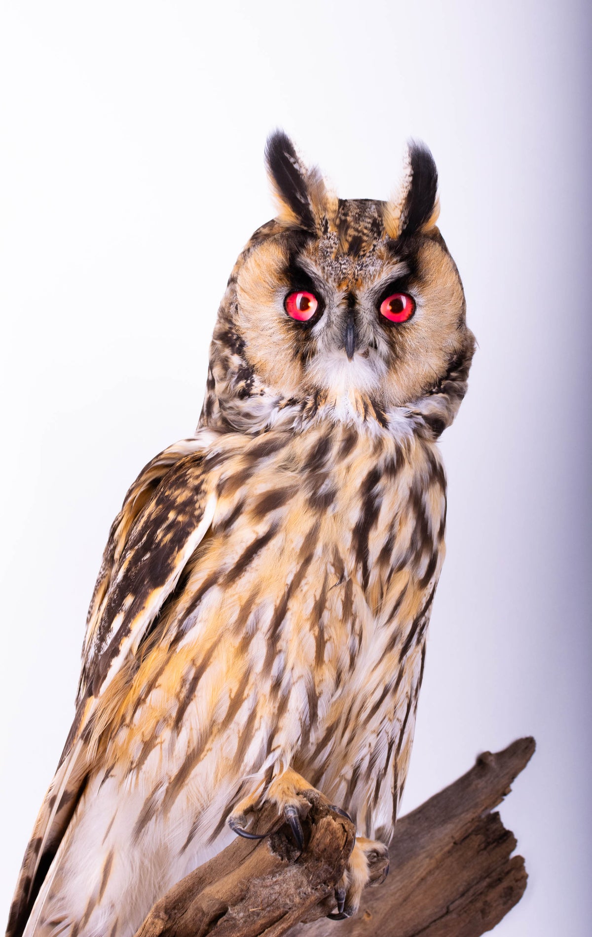 Hibou moyen-duc naturalisé pour fixation murale à vendre