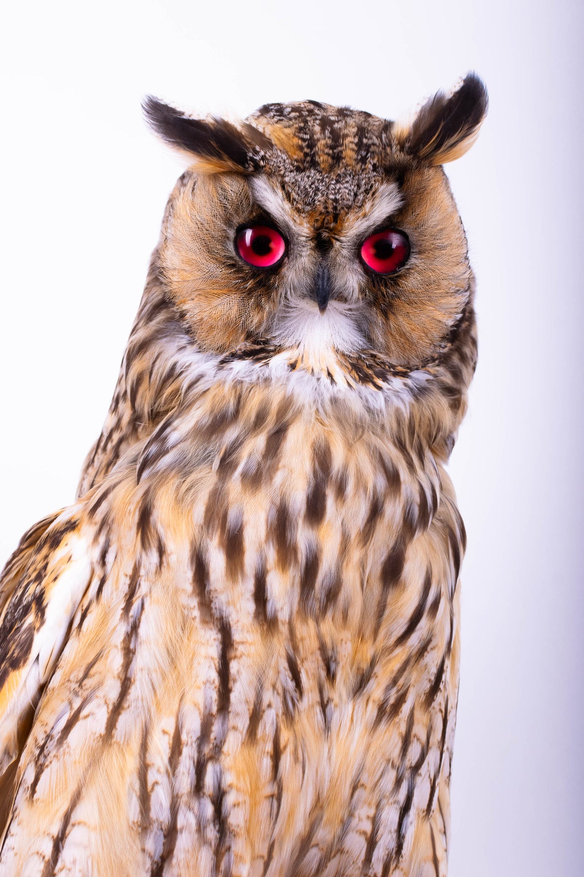 Hibou moyen-duc naturalisé pour fixation murale à vendre