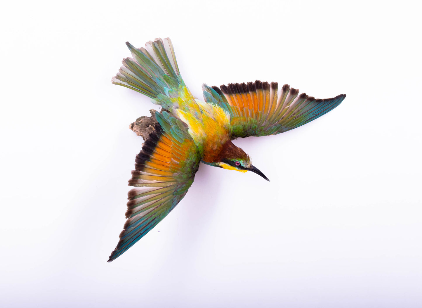 Bee-eater Taxidermy Wall Mount Open Wings