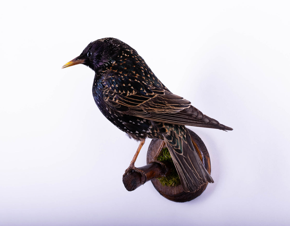 Support mural de taxidermie d'étourneau à vendre