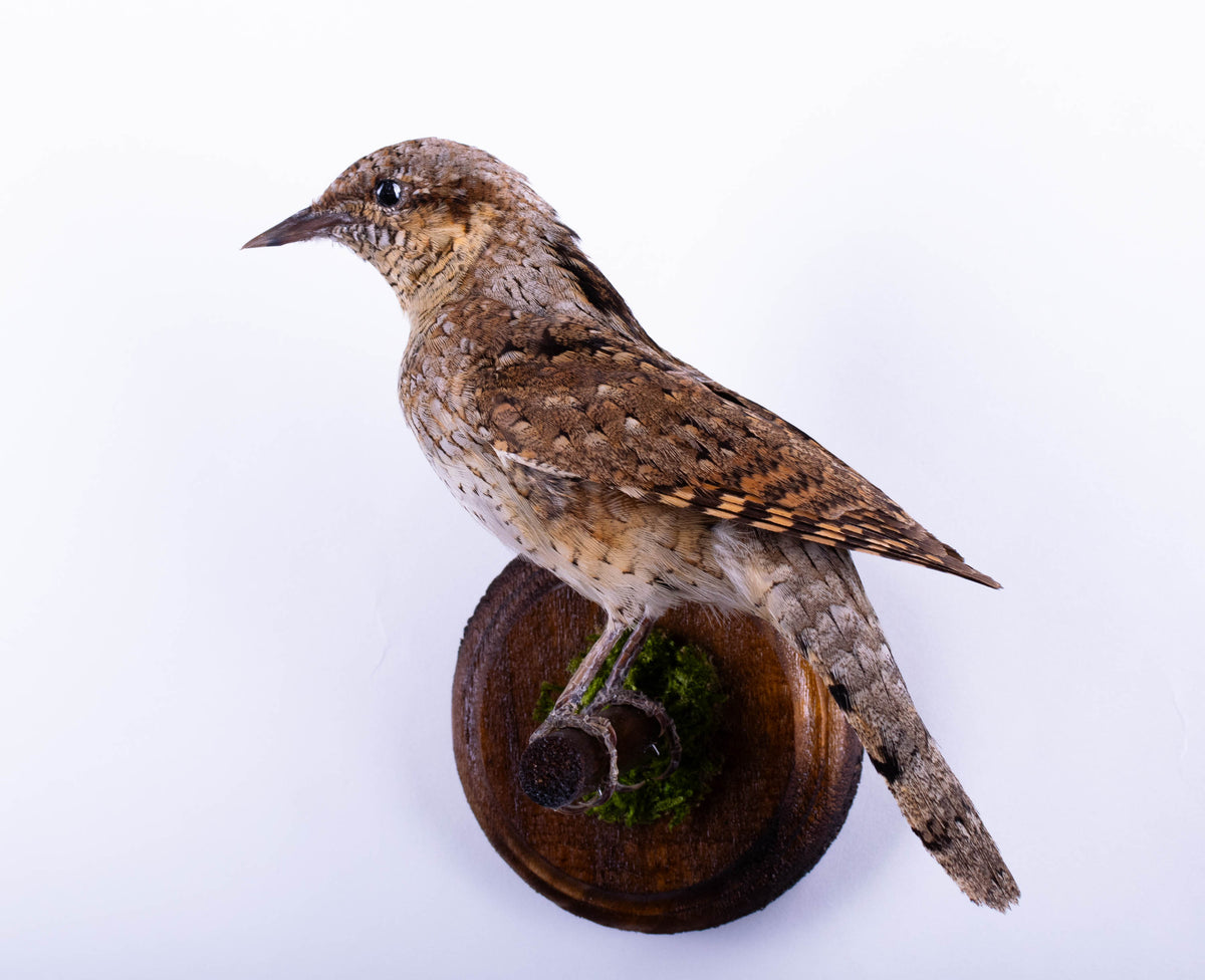 Northern Wryneck Taxidermy Wall Mount