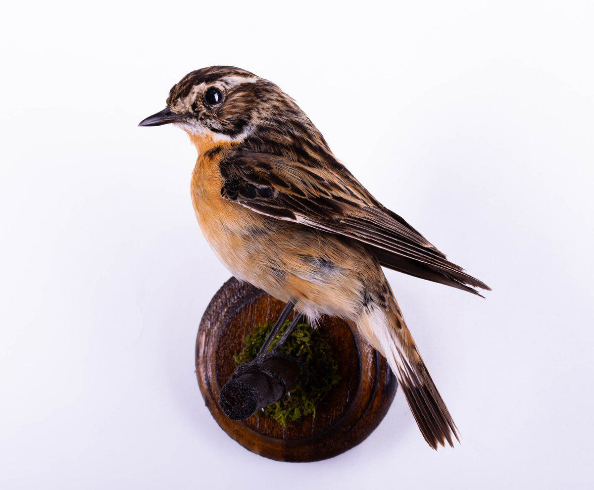 Taxidermy Whinchat Wall Mount