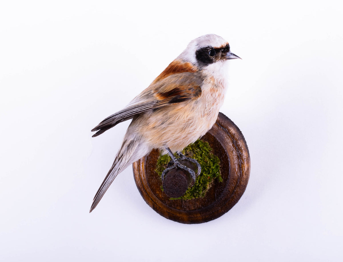 Montage Mural De Taxidermie De Guêpier À Vendre