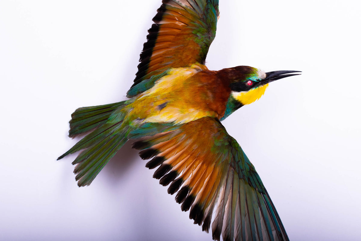 Bee-eater Taxidermy Wall Mount Open Wings