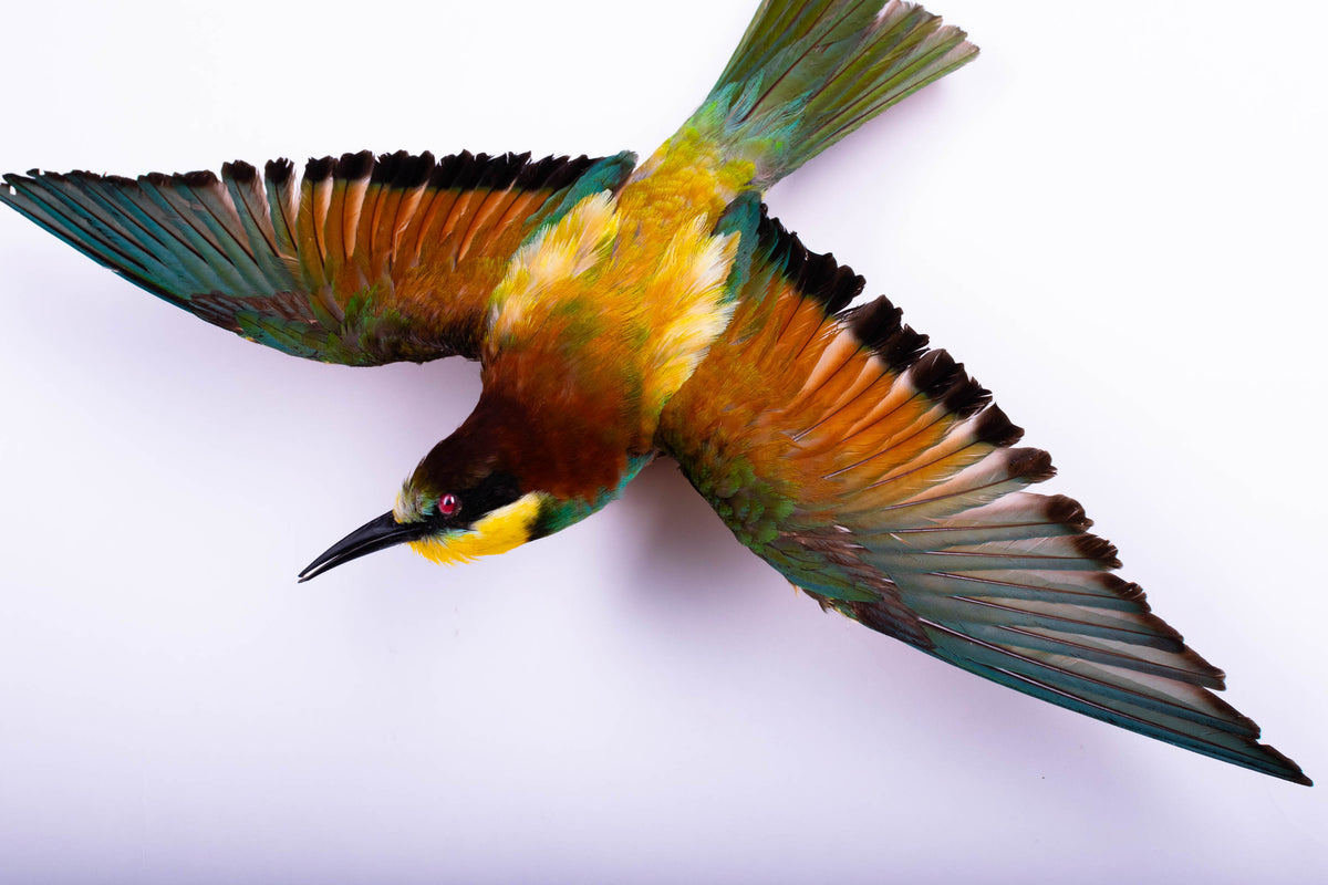Bee-eater Taxidermy Open Wings Wall Mount
