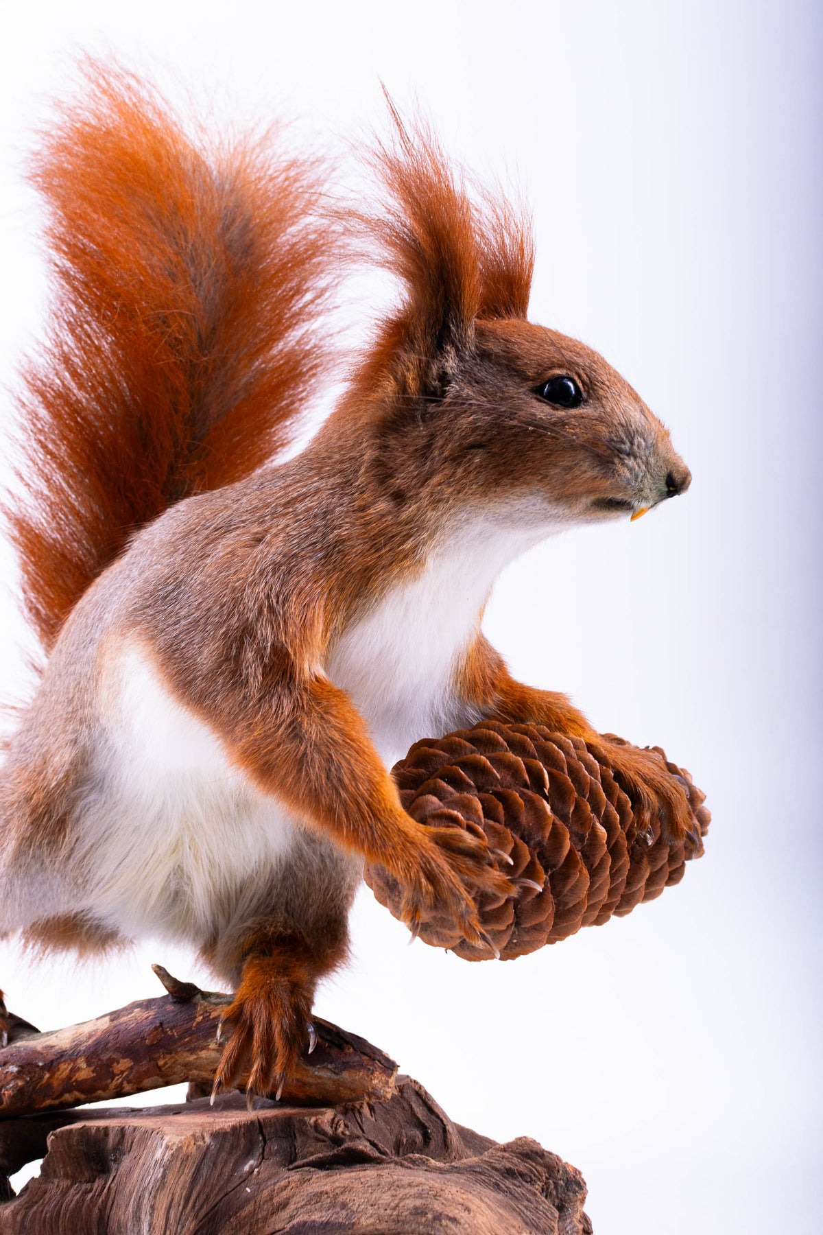 Squirrel Taxidermy Standing Mount