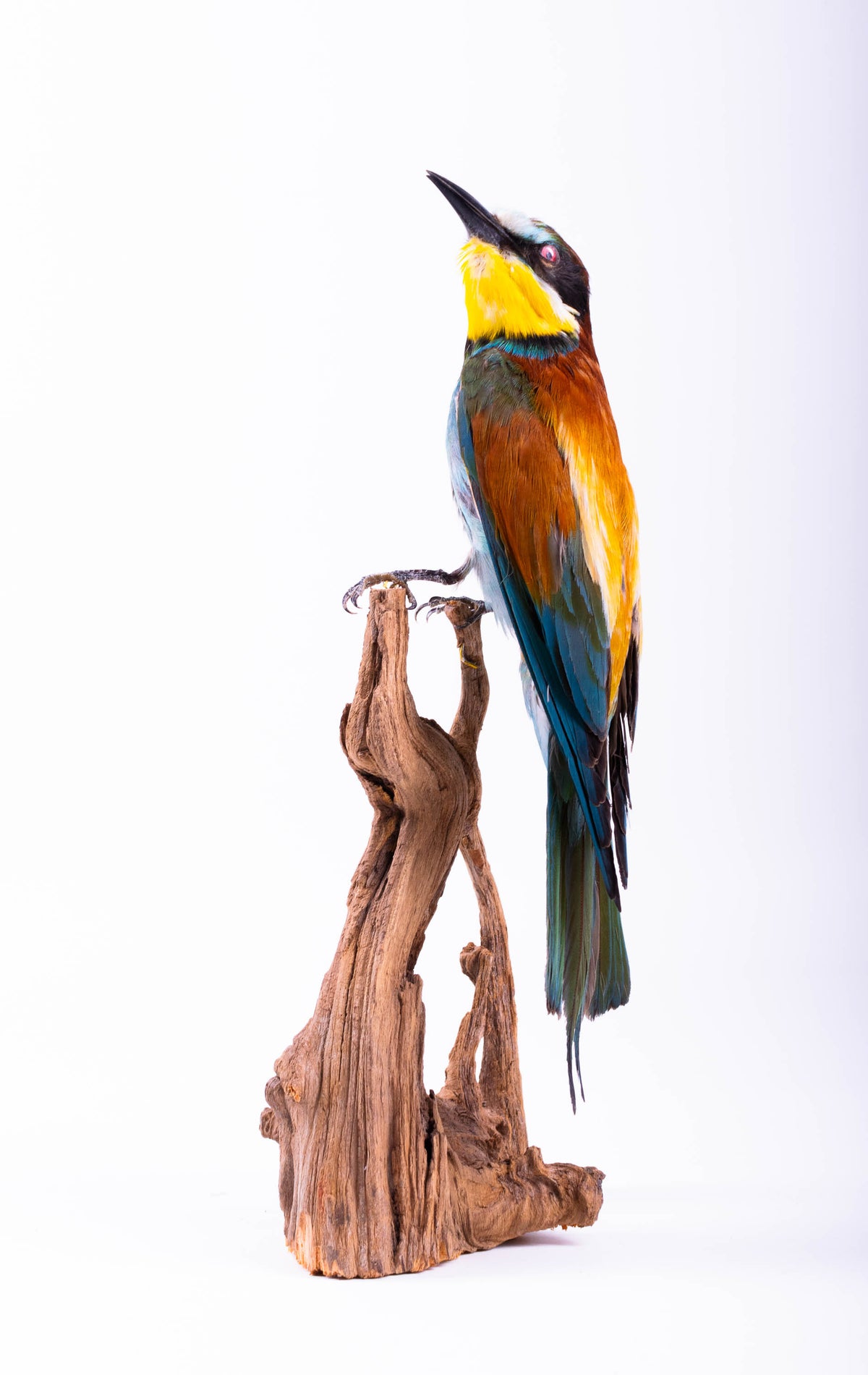 Montage Mural De Taxidermie De Guêpier À Vendre