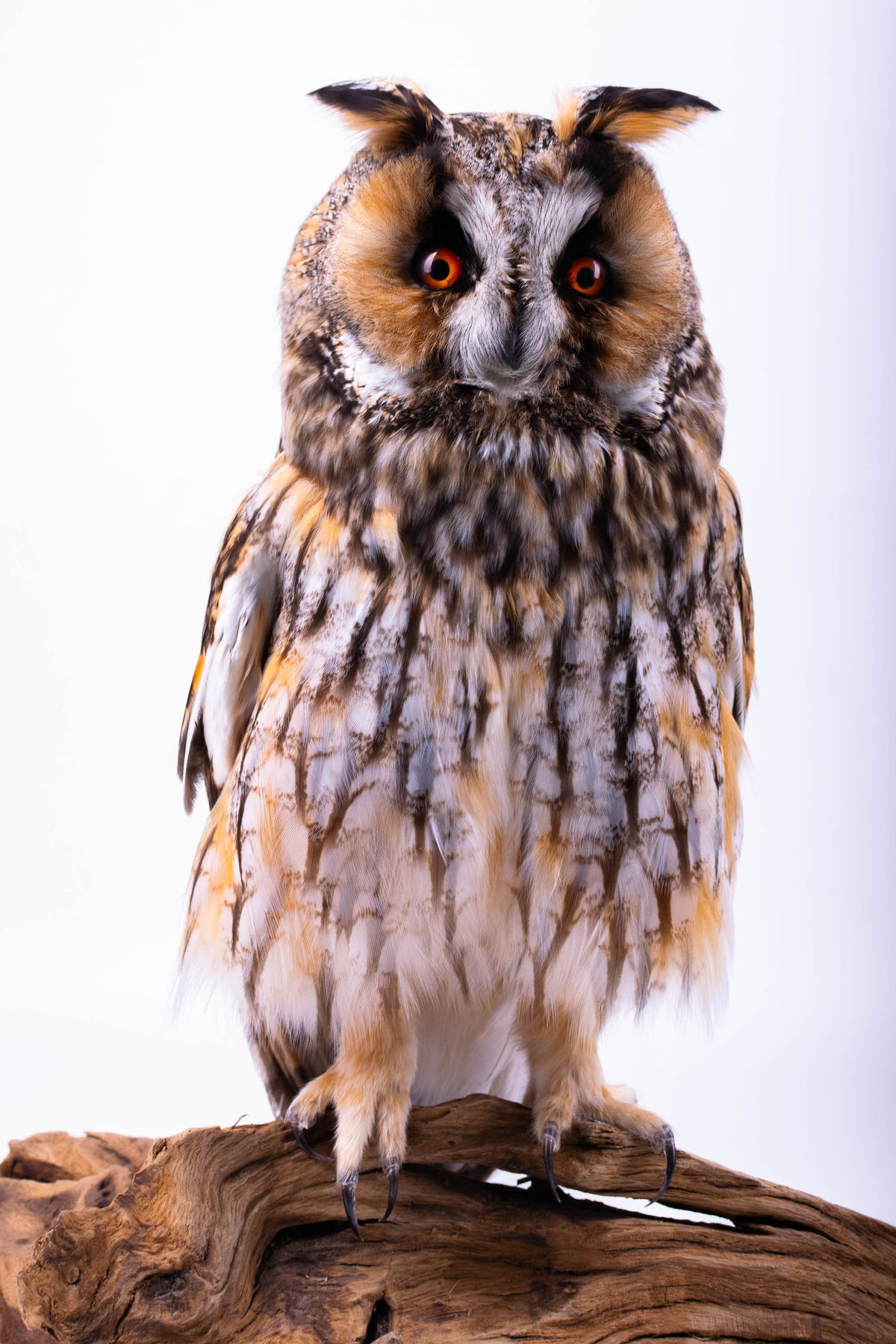 Taxidermy Owl Standing Mount