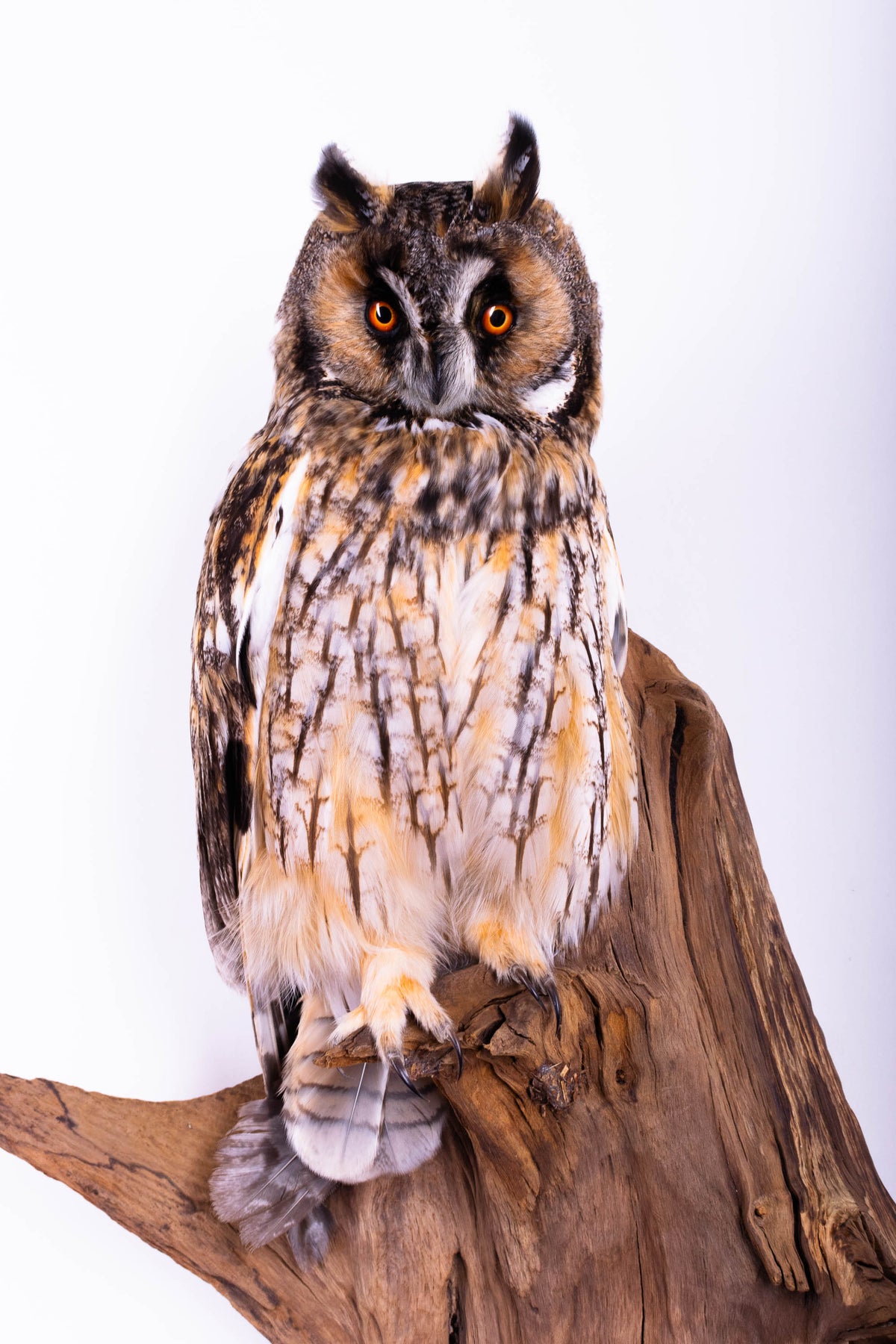 Taxidermy Owl Wall Mount