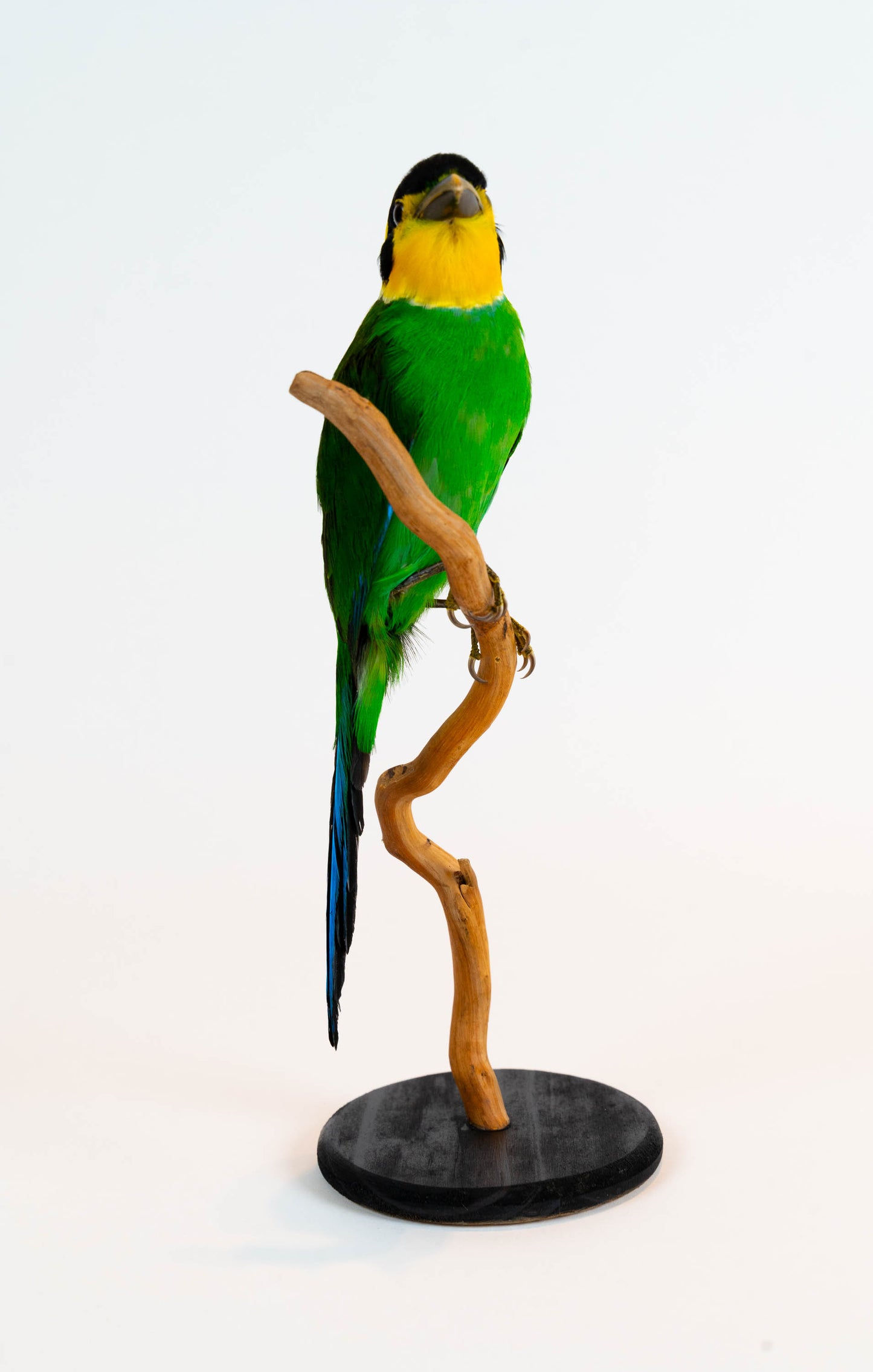 Long-tailed Broadbill Taxidermy Stand Mount For Sale