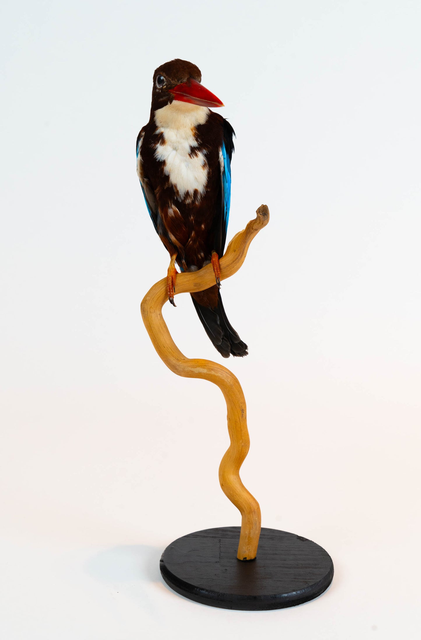 Kingfisher Taxidermy Stand Mount For Sale