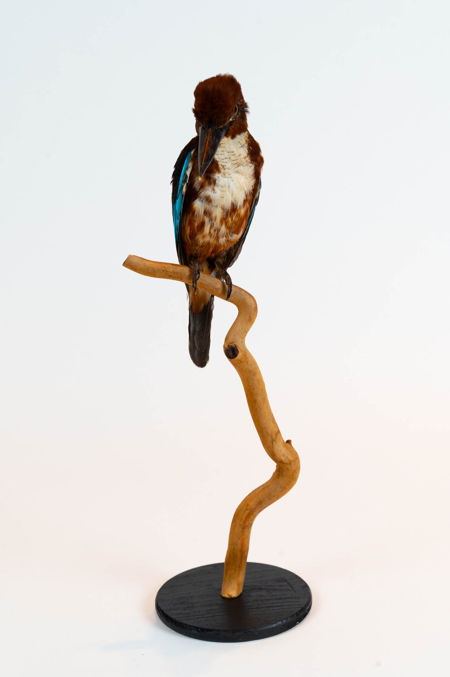 Kingfisher Taxidermy Stand Mount For Sale