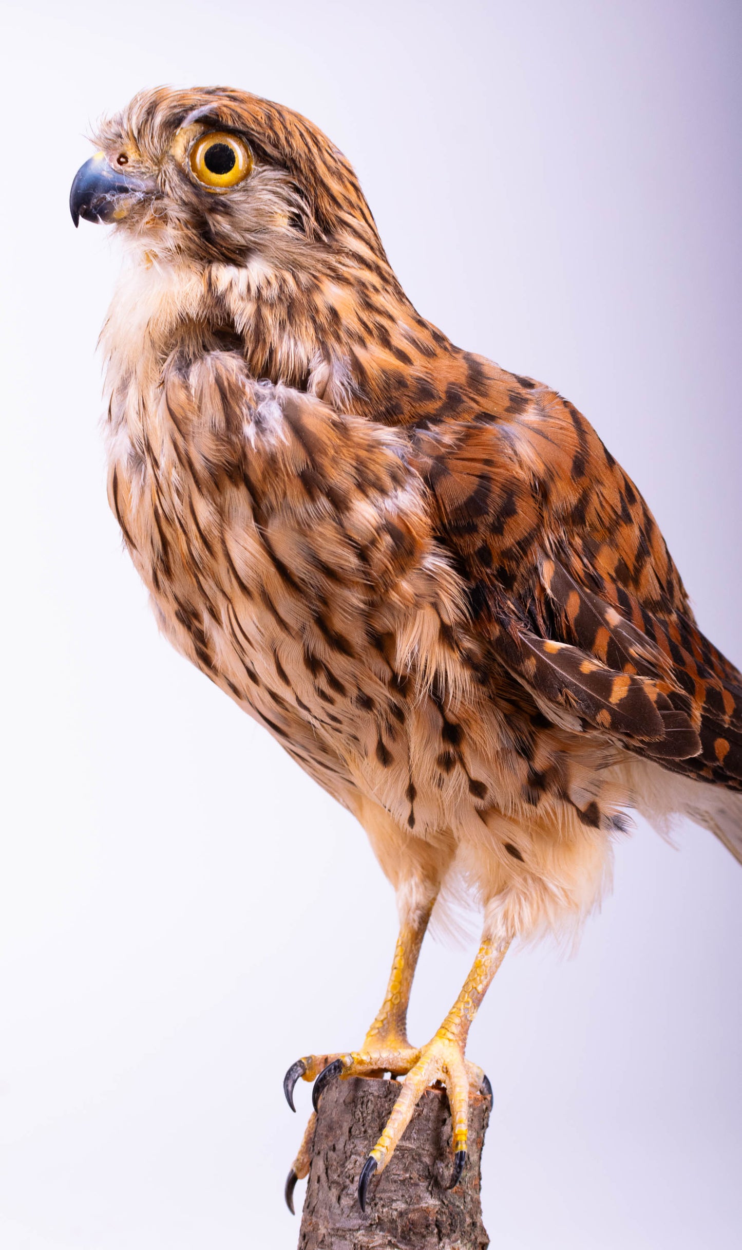 Lesser Kestrel Falcon Taxidermy Standing Mount