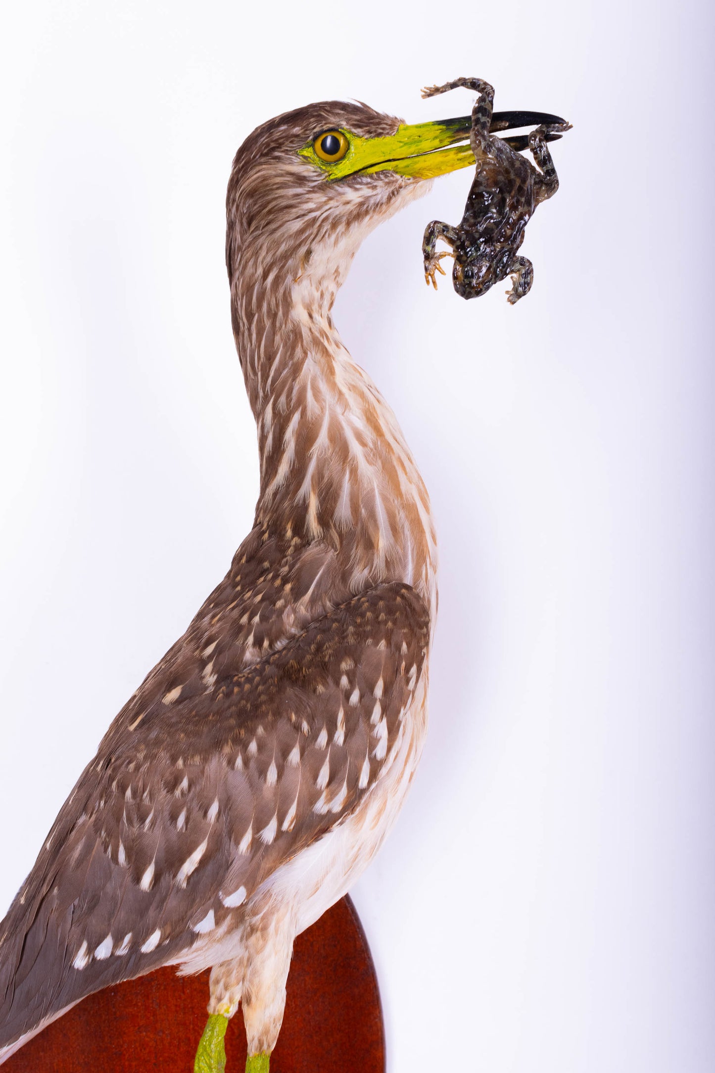 Black-crowned Night Heron Taxidermy Wall Mount For Sale