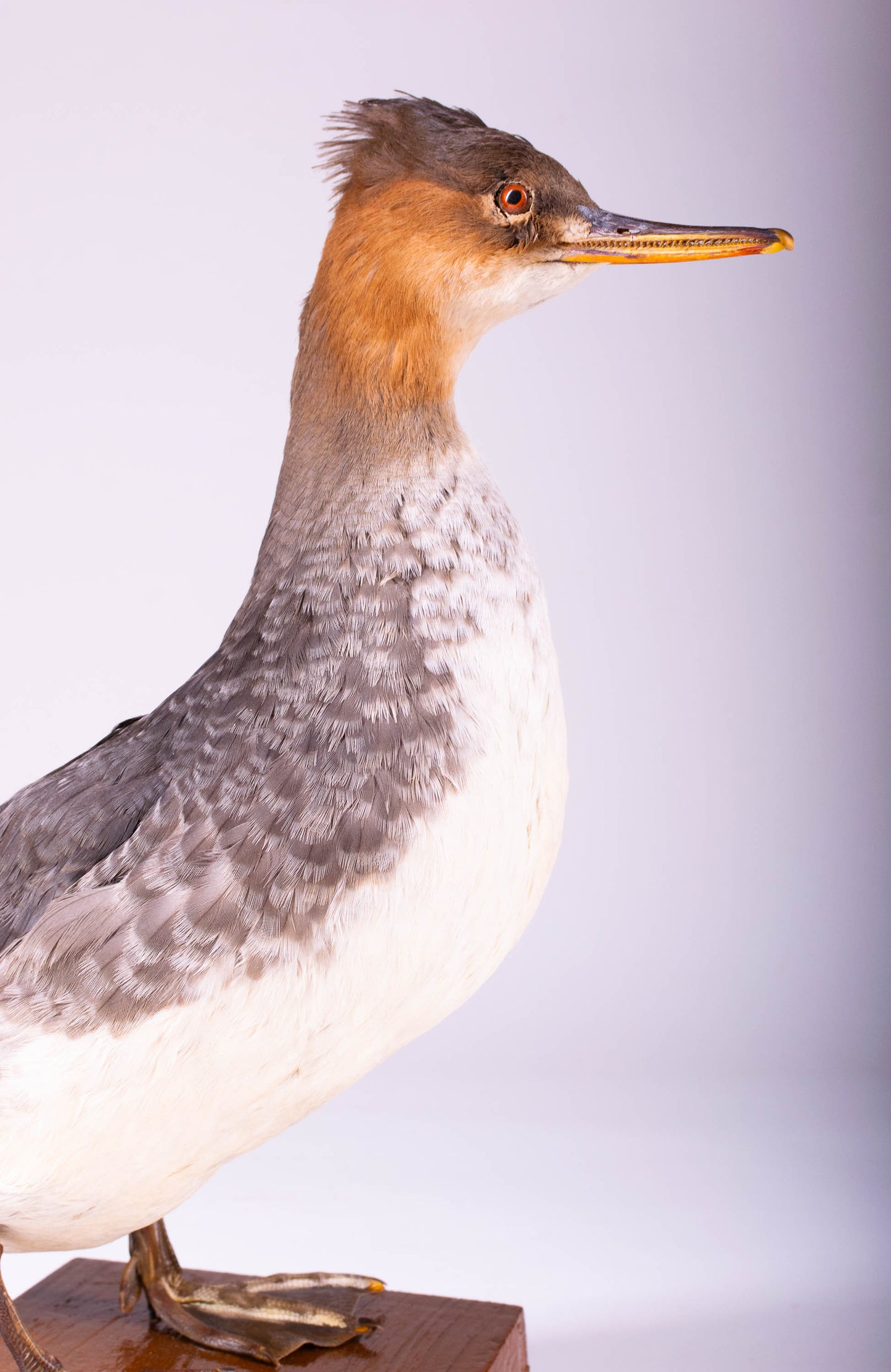 Merganser Taxidermy Stand Mount For Sale